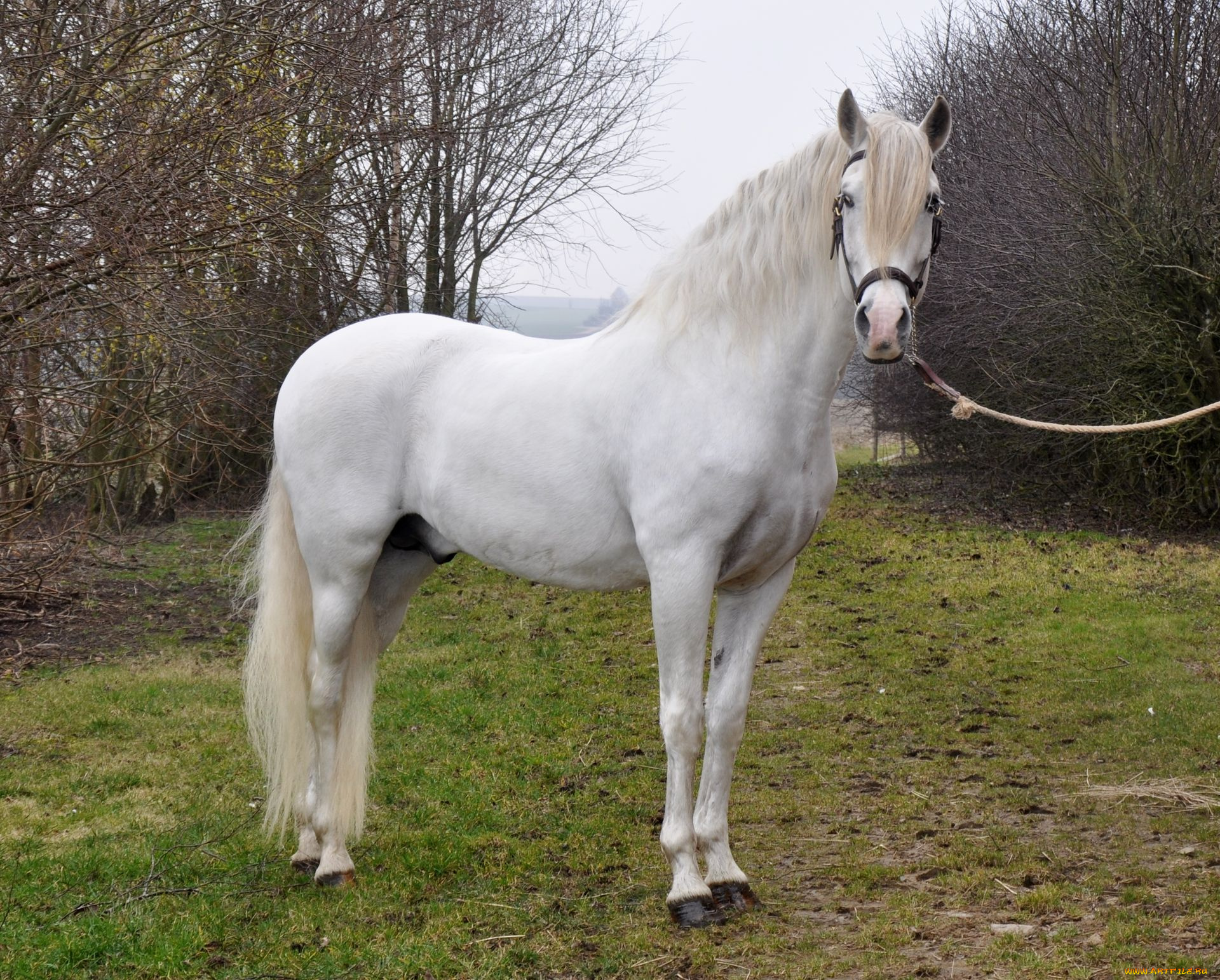 животные, лошади, конь, белый, деревья