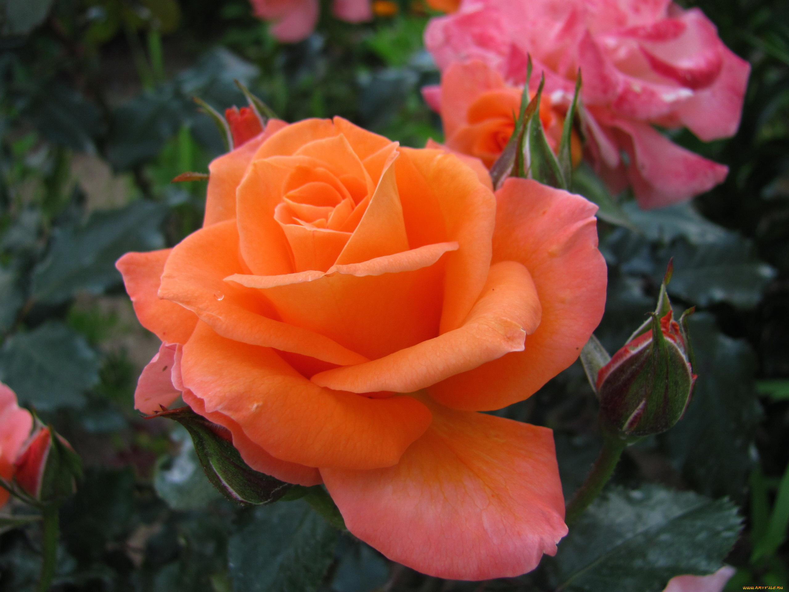 цветы, розы, роза, макро