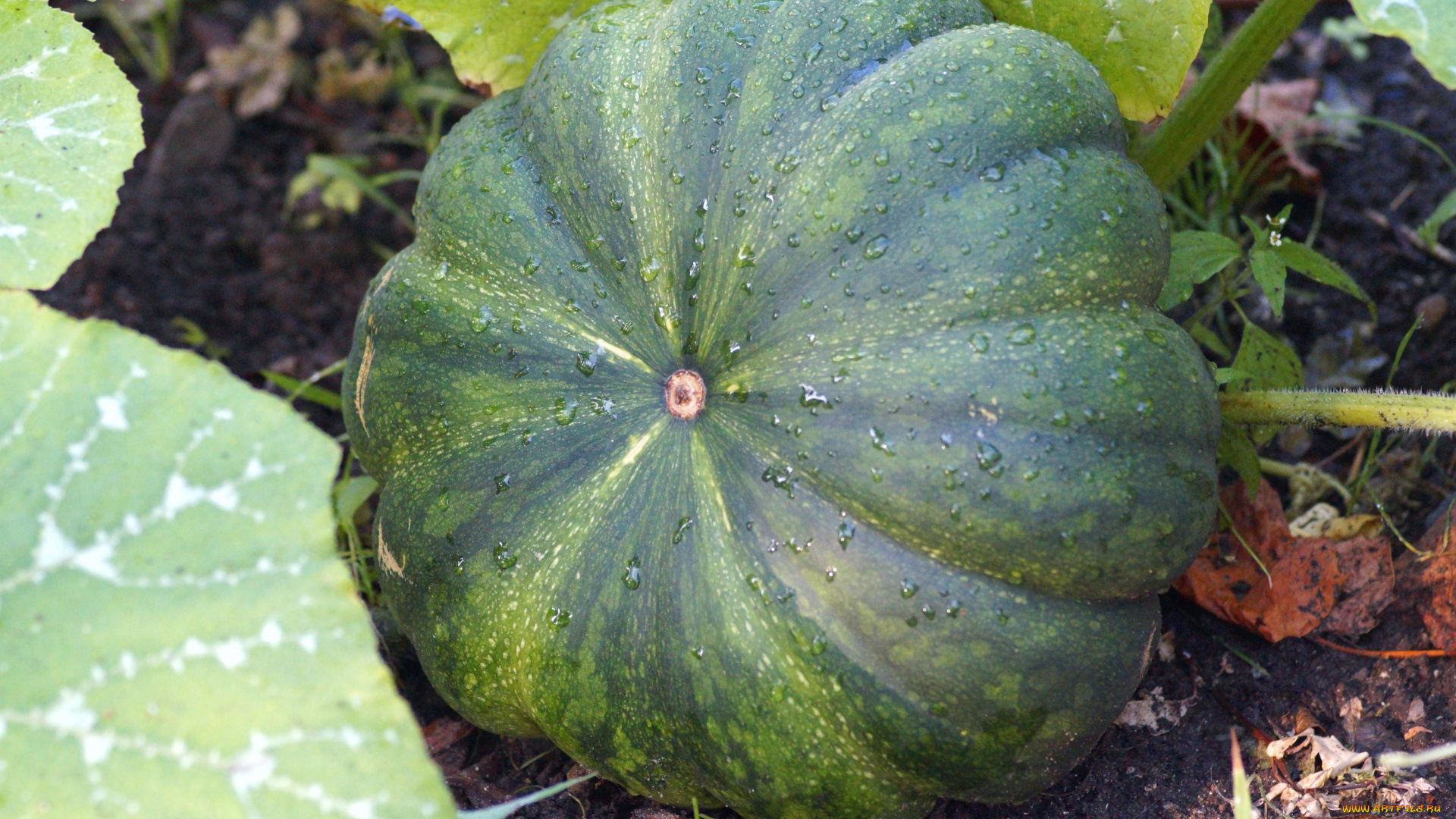 природа, плоды, тыква