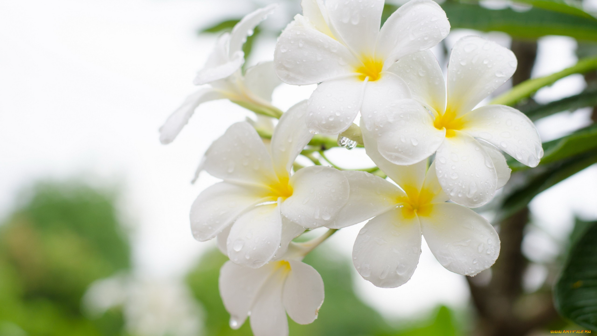 цветы, плюмерия, белая, макро, капли