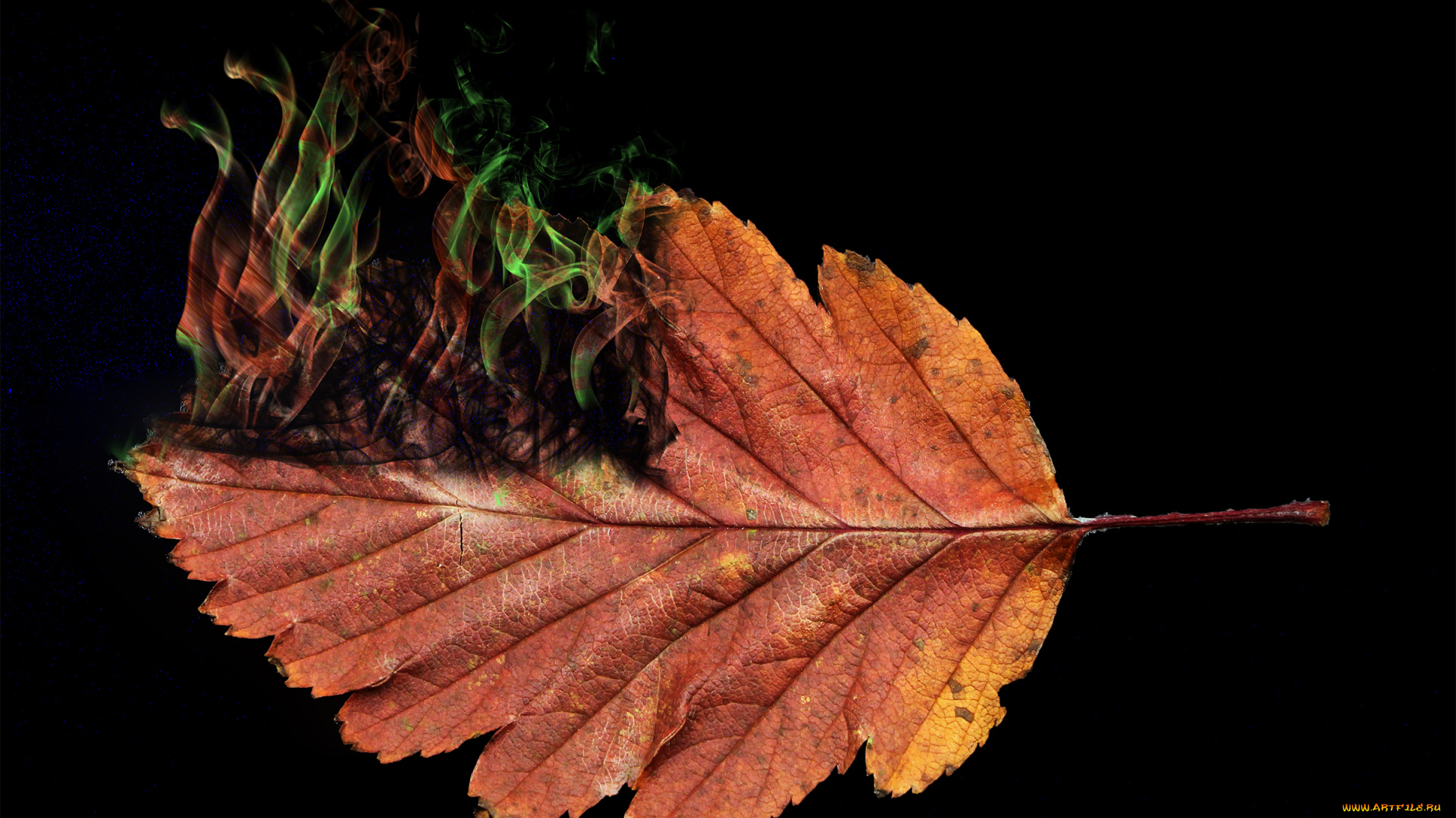 разное, компьютерный, дизайн, лист, осень