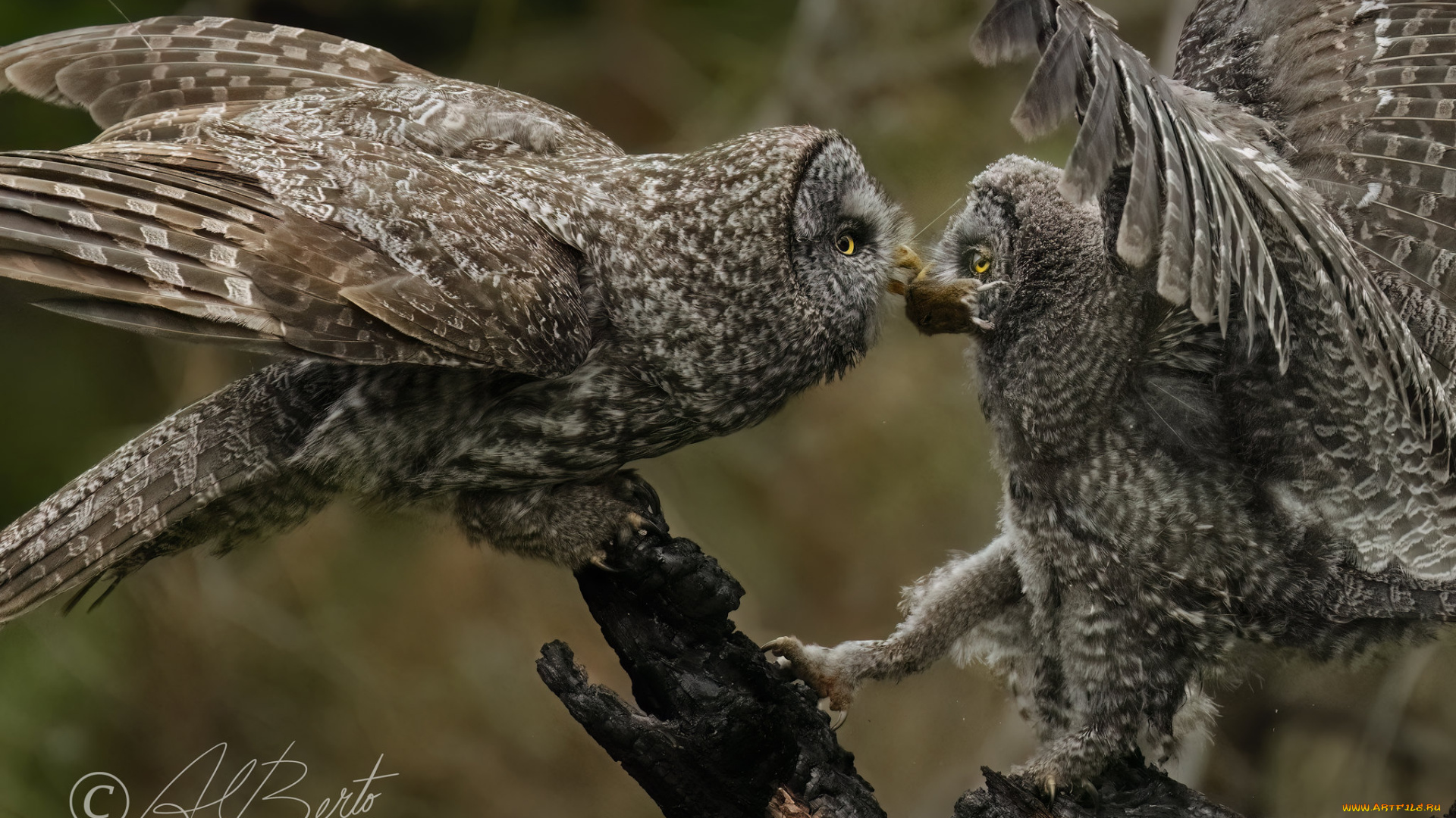 животные, совы
