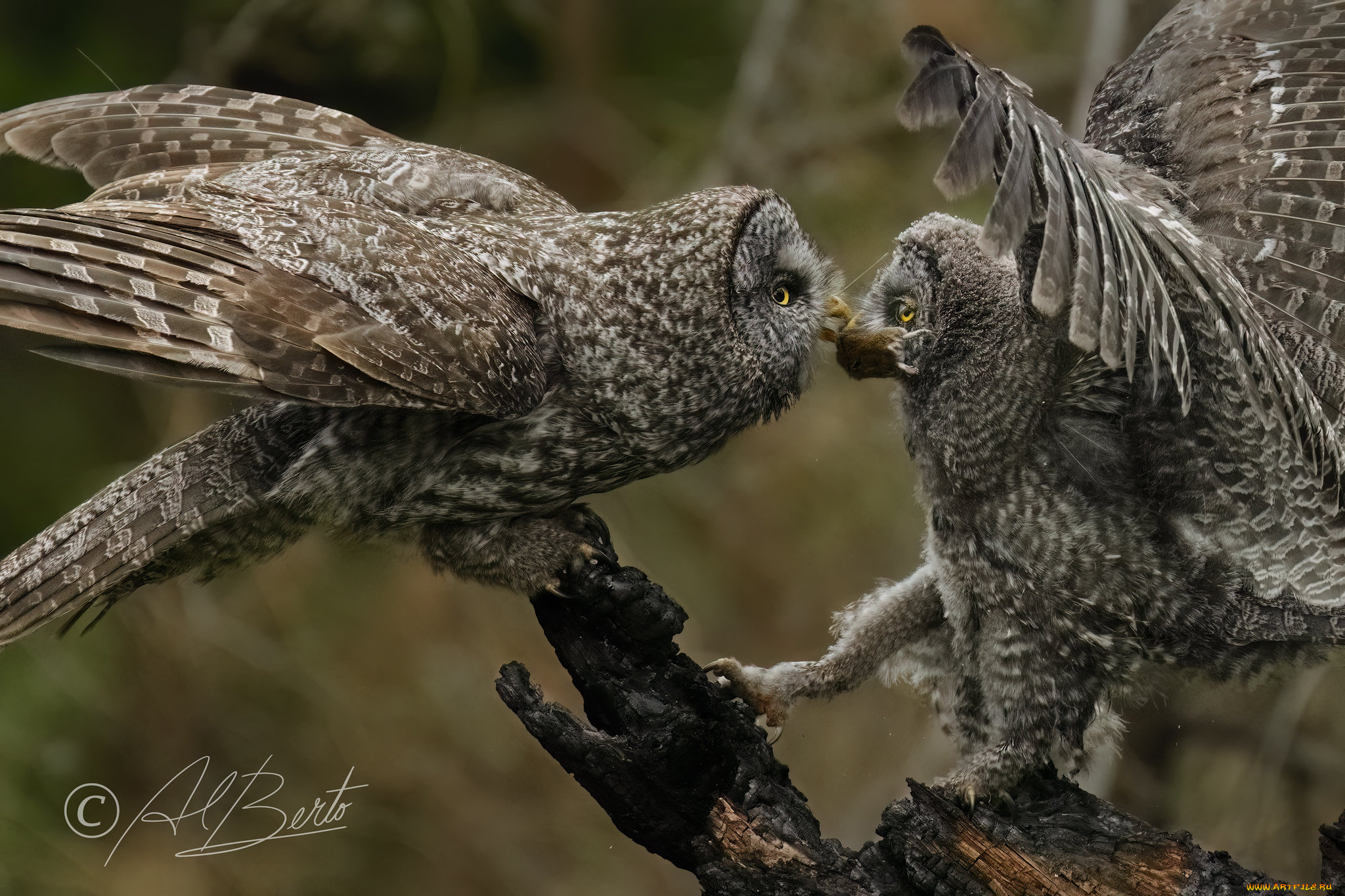 животные, совы