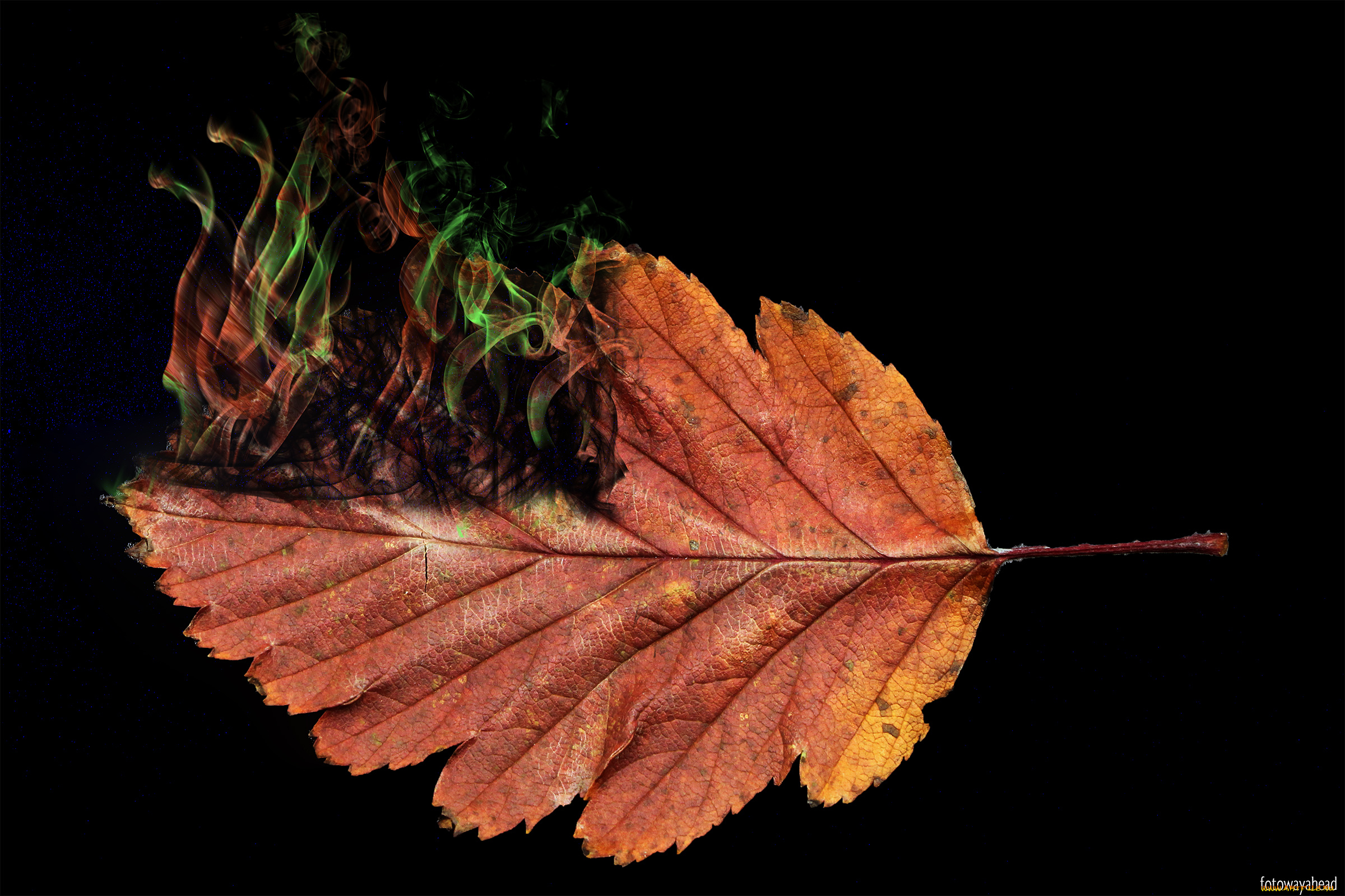 разное, компьютерный, дизайн, лист, осень