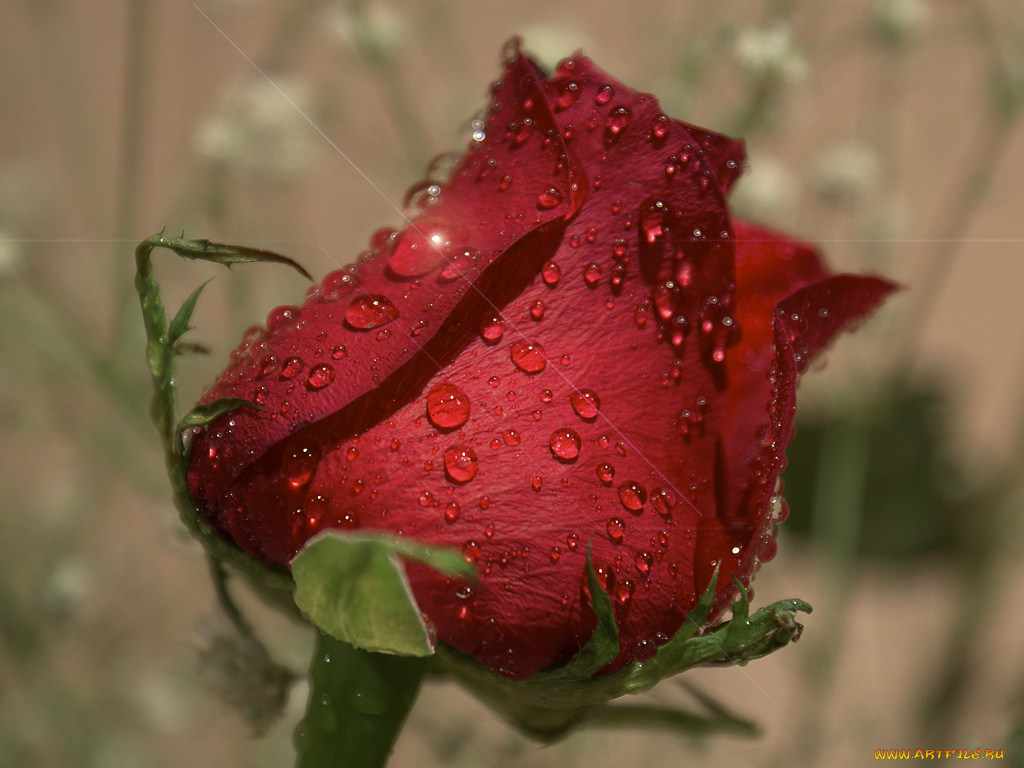 цветы, розы