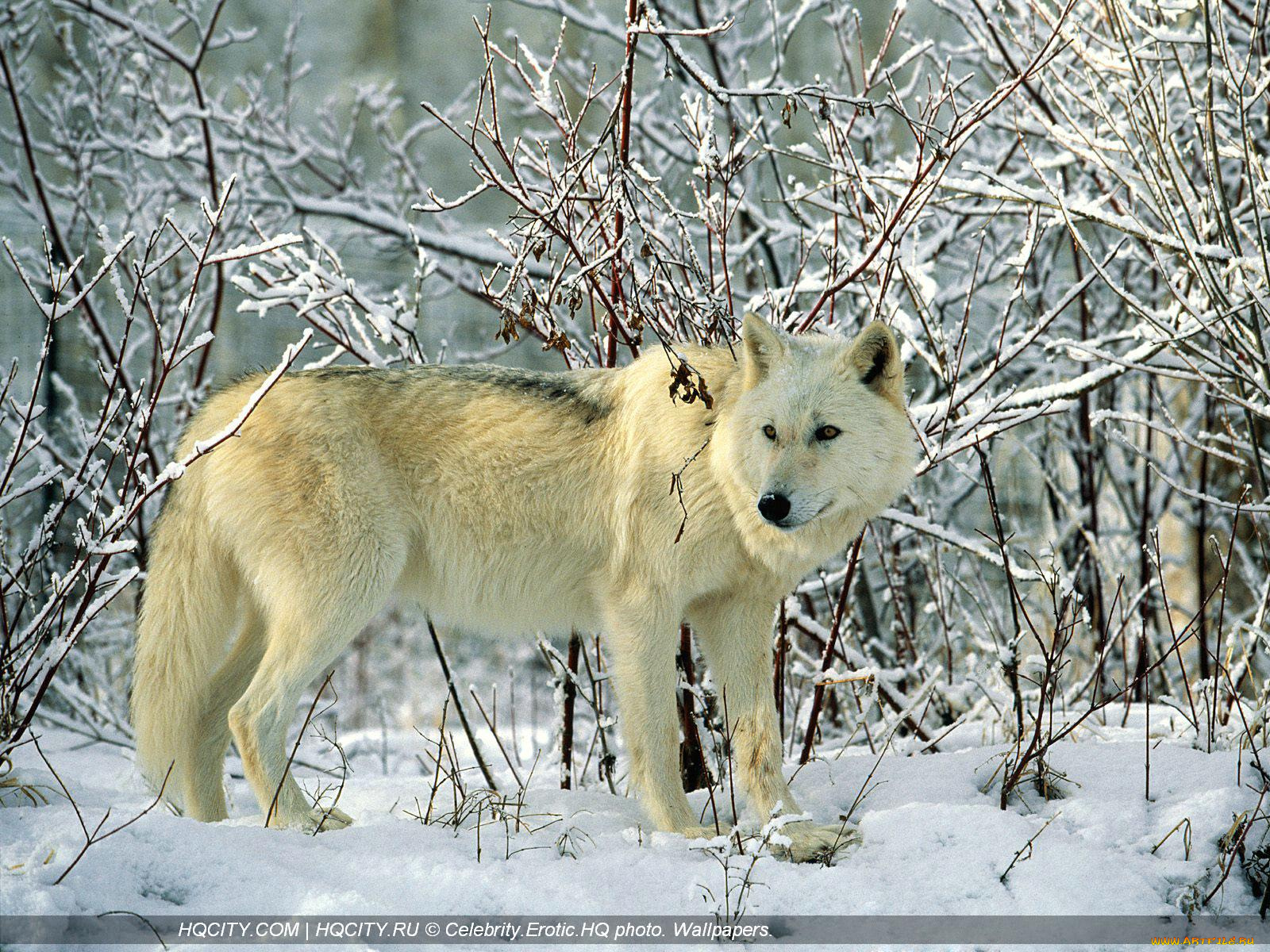животные, волки