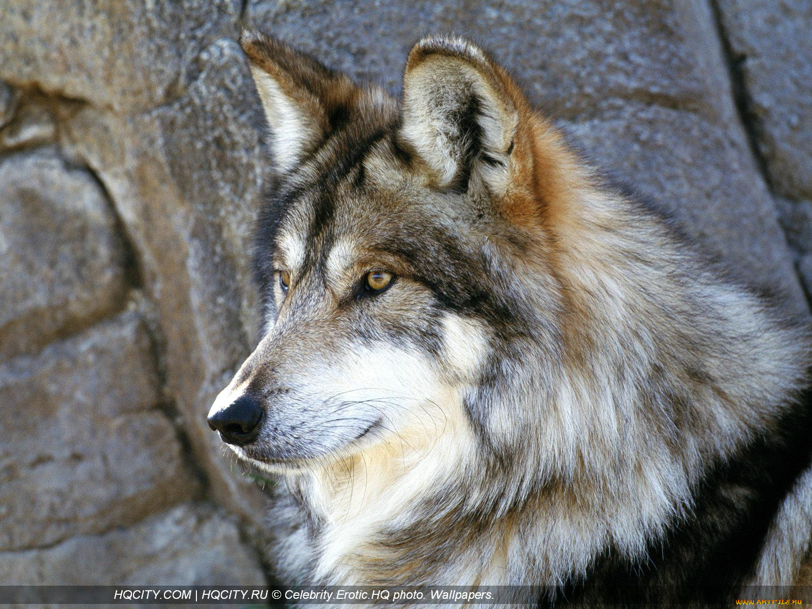 животные, волки