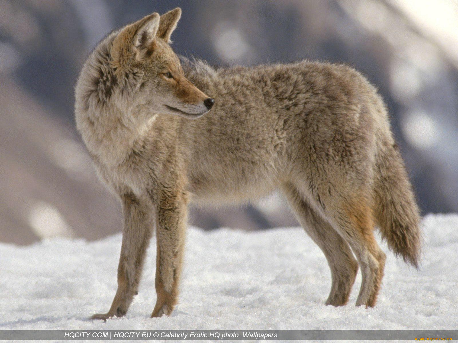 животные, волки