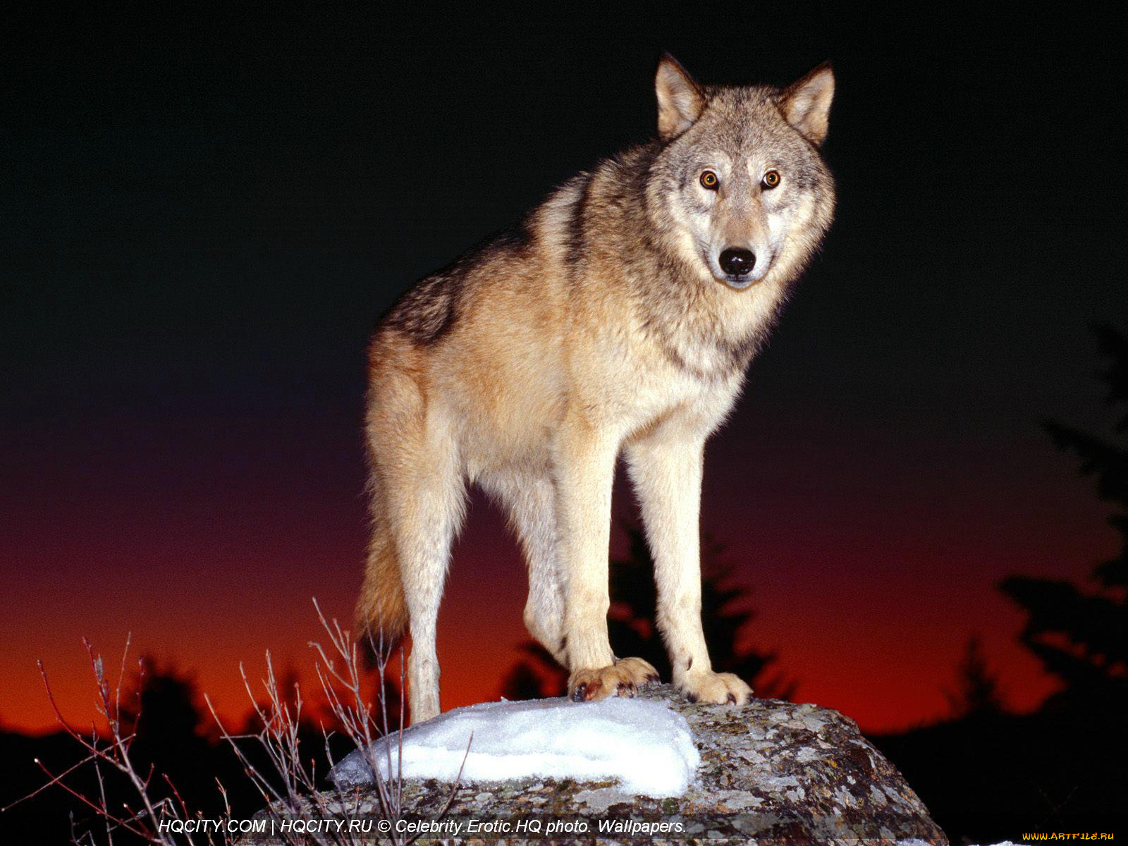 животные, волки