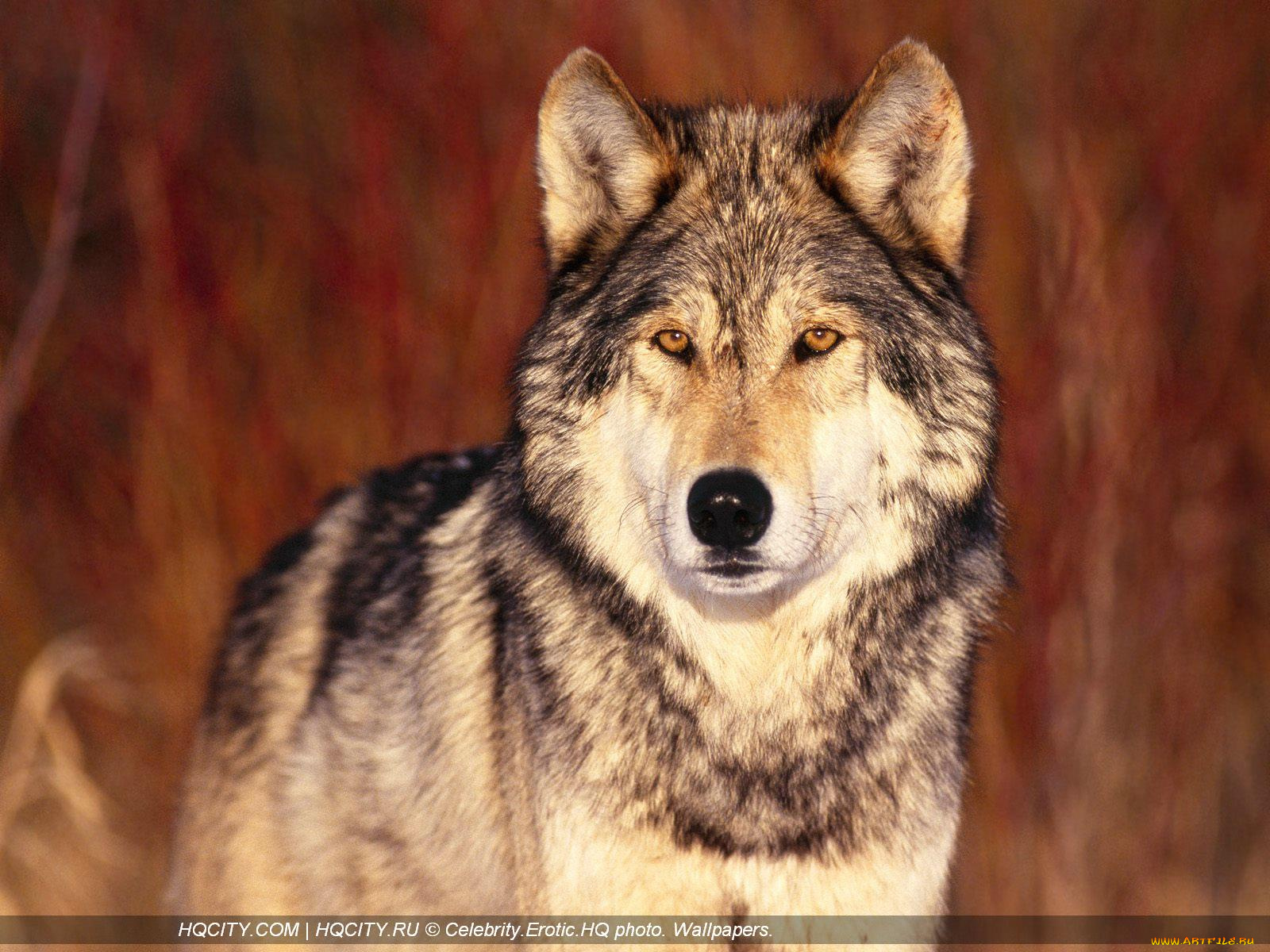 животные, волки