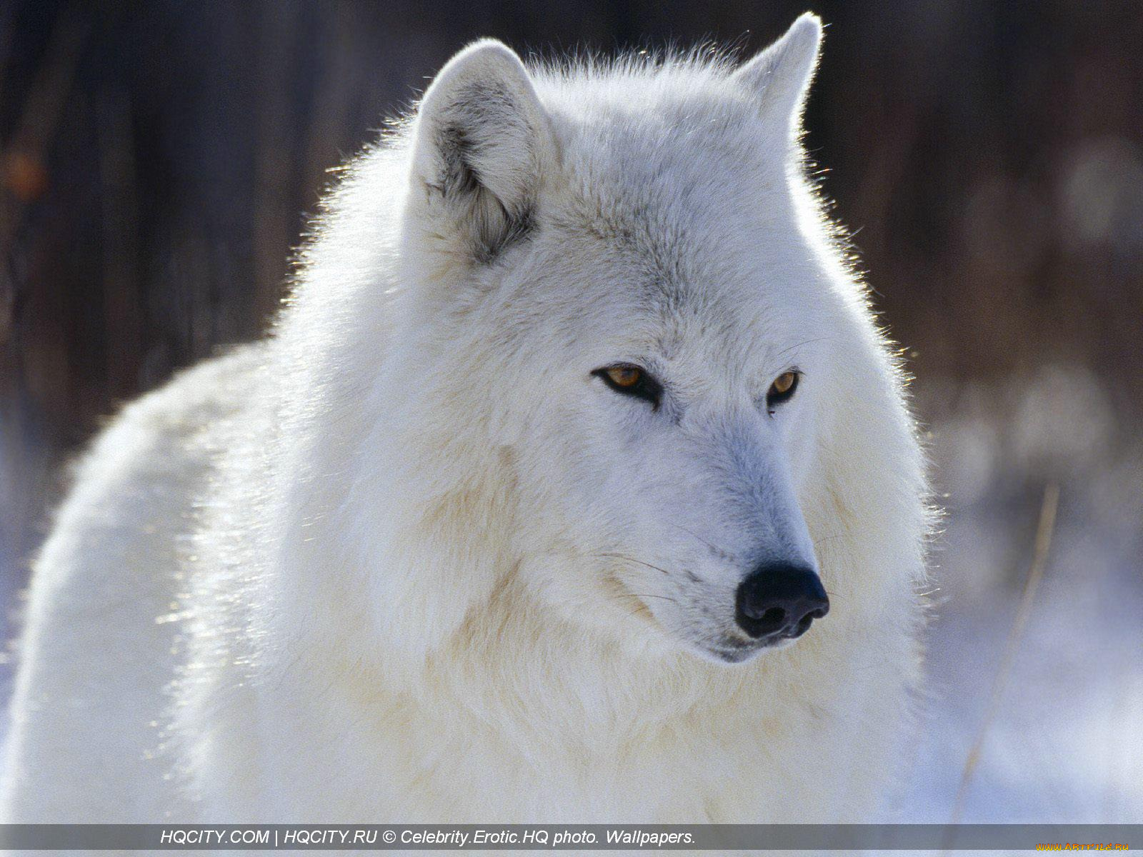 животные, волки