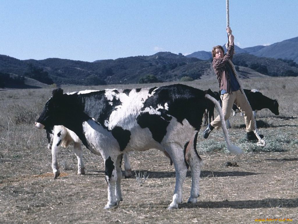 крысинная, гонка, кино, фильмы, rat, race