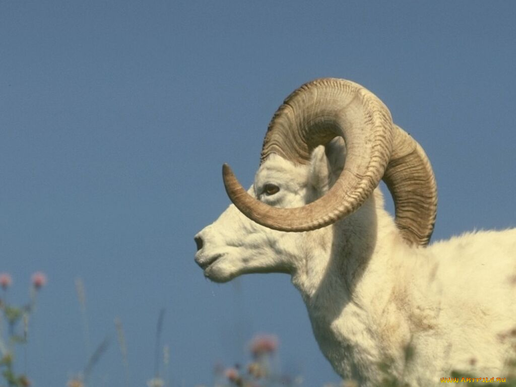 животные, овцы, бараны