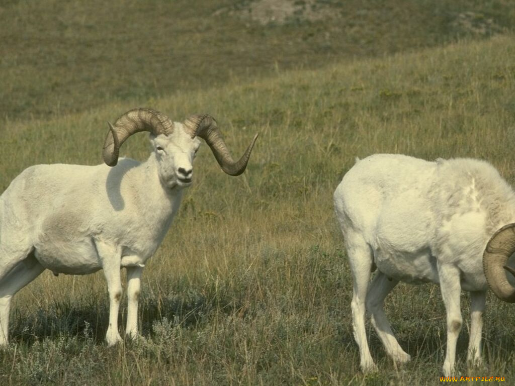 животные, овцы, бараны