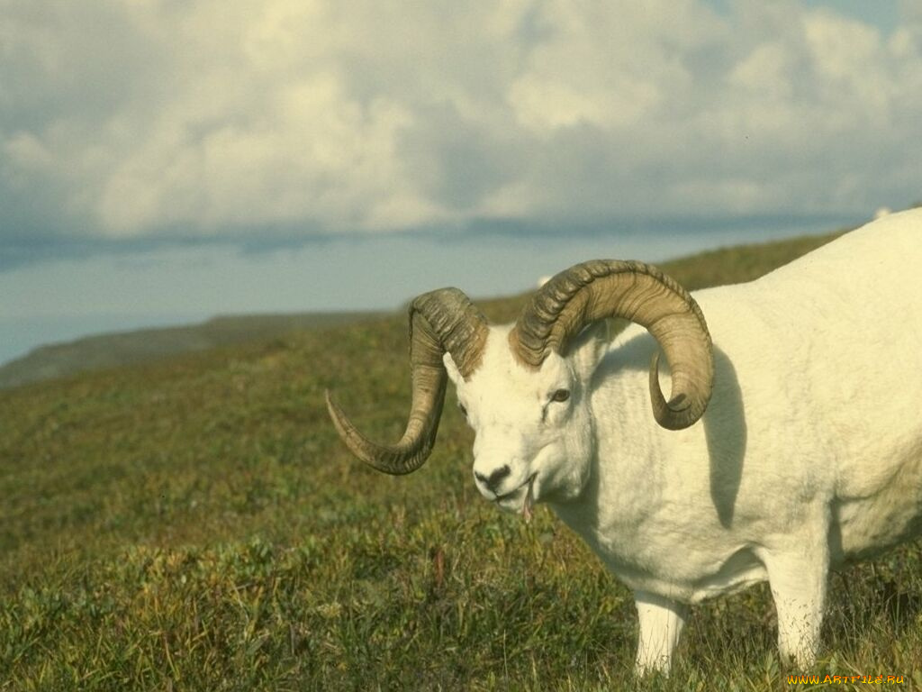 животные, овцы, бараны