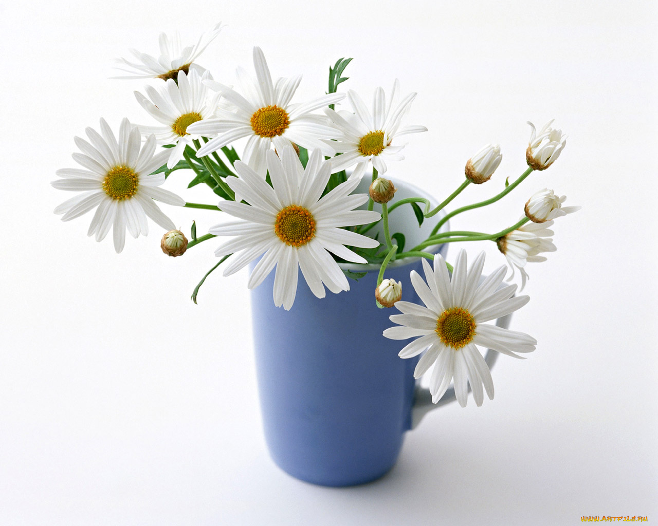 цветы, ромашки