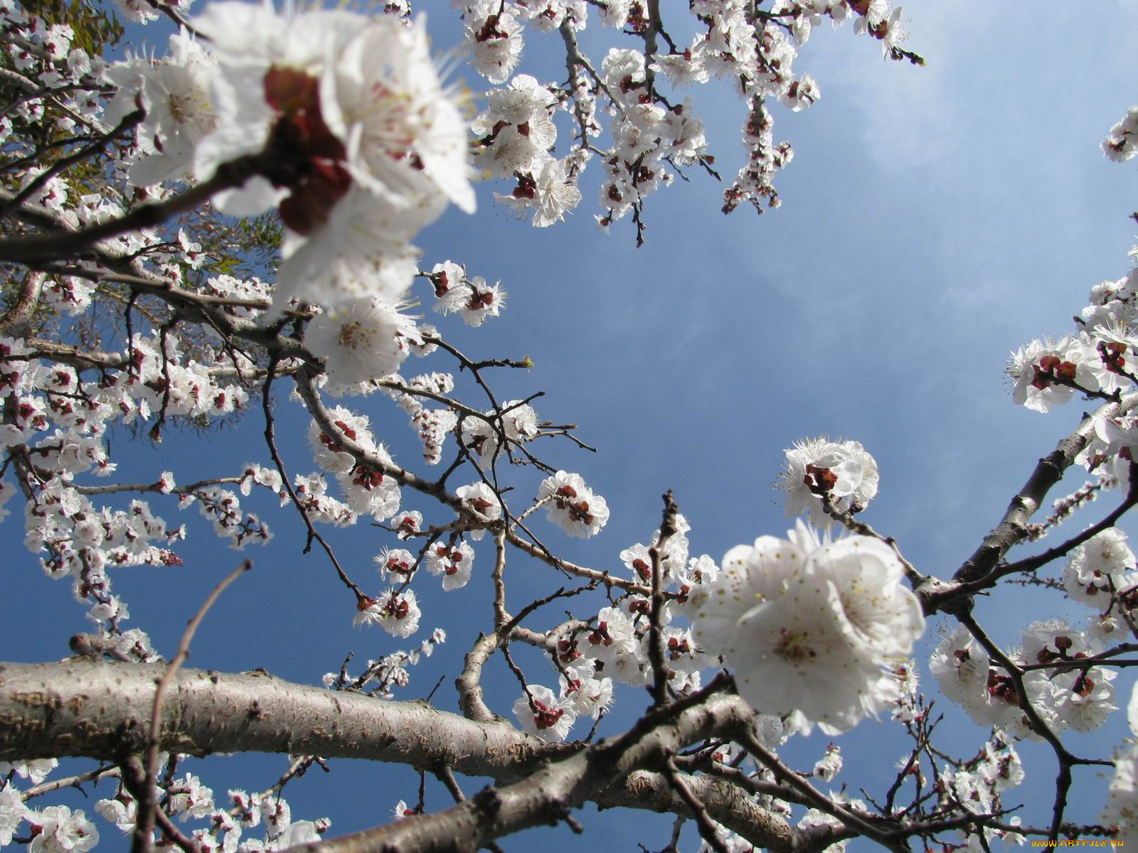 цветы, цветущие, деревья, кустарники