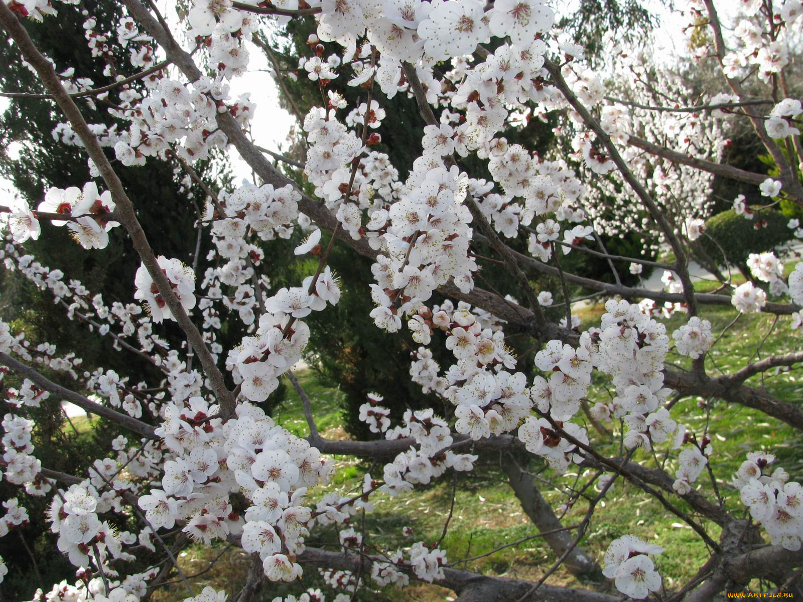 цветы, цветущие, деревья, кустарники