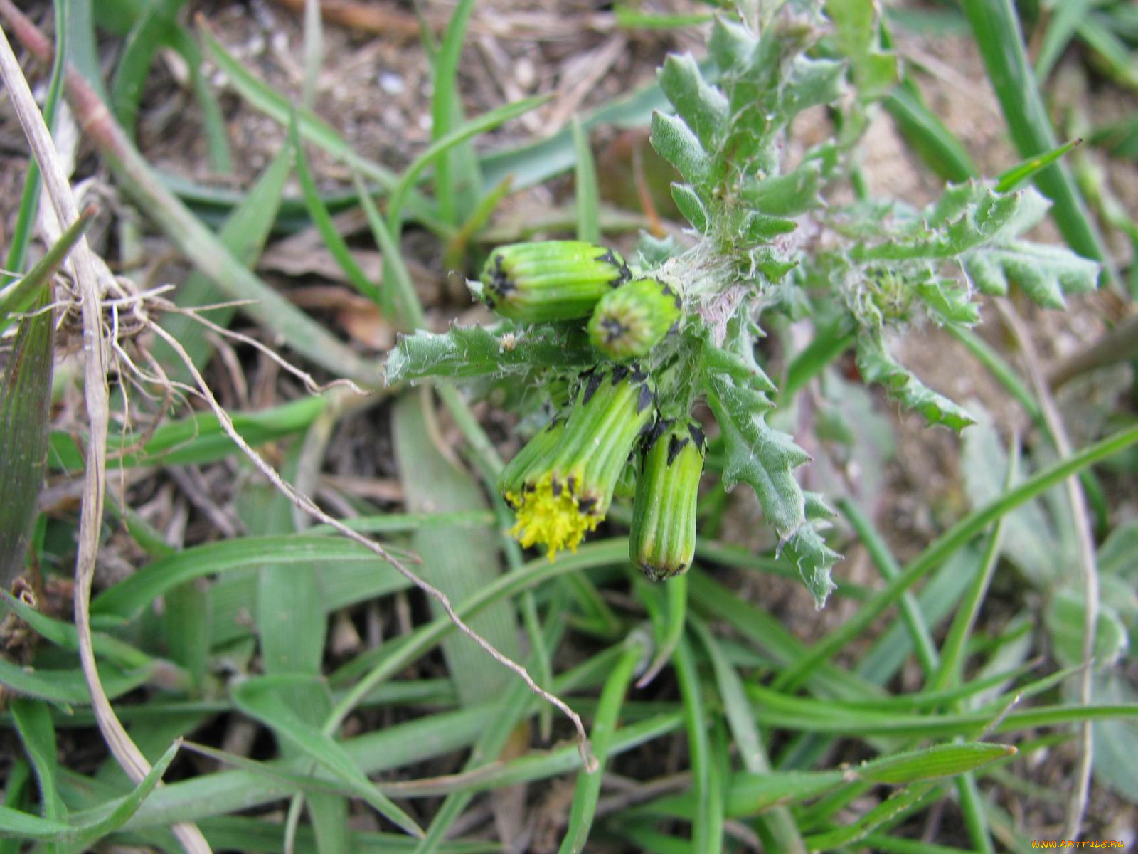 цветы, луговые, полевые