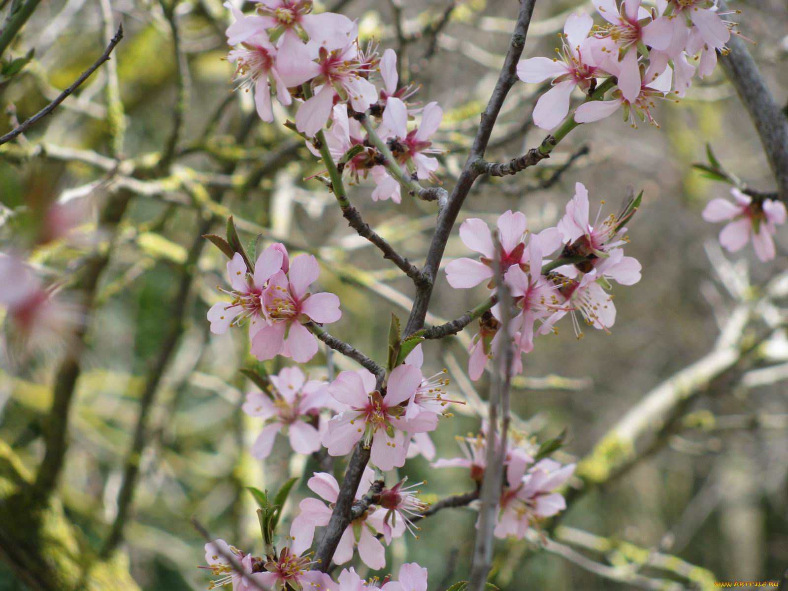 цветы, цветущие, деревья, кустарники