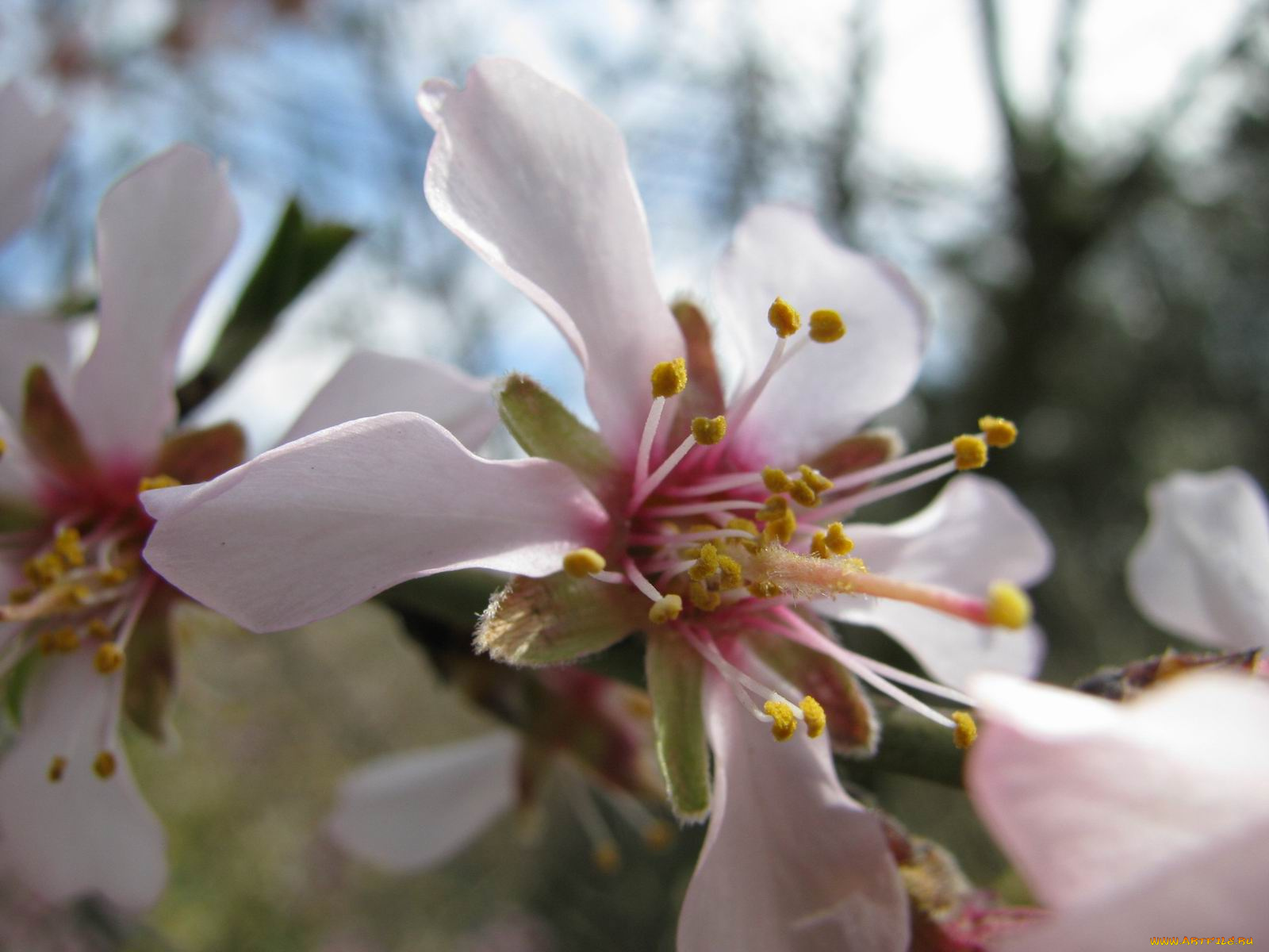 цветы, цветущие, деревья, кустарники
