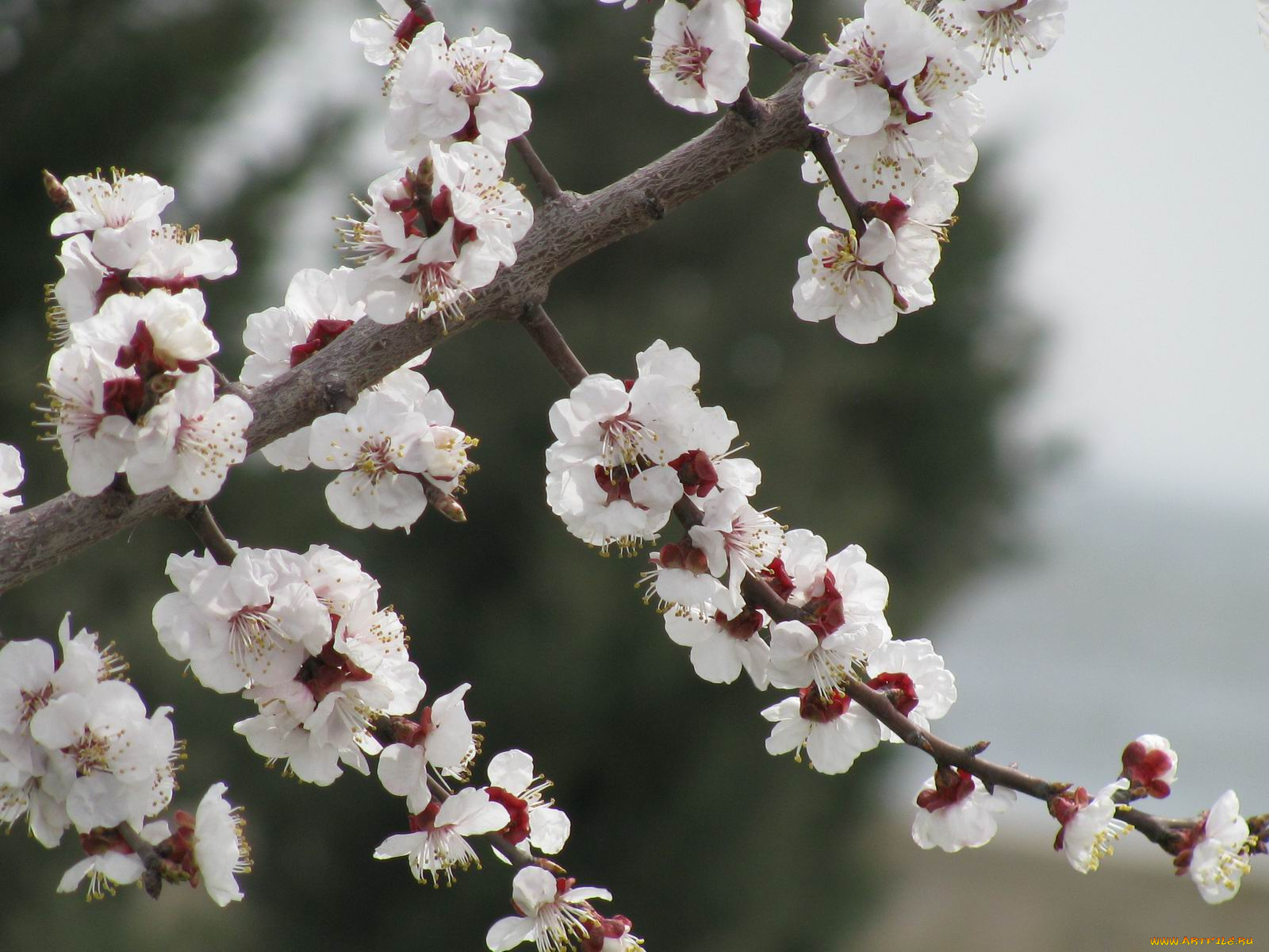цветы, цветущие, деревья, кустарники
