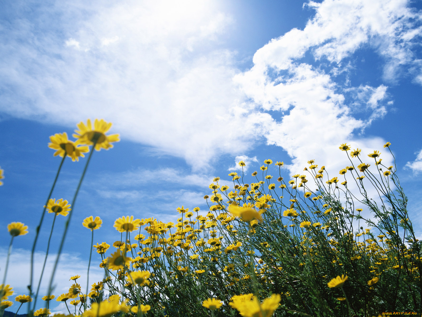 цветы, луговые, полевые