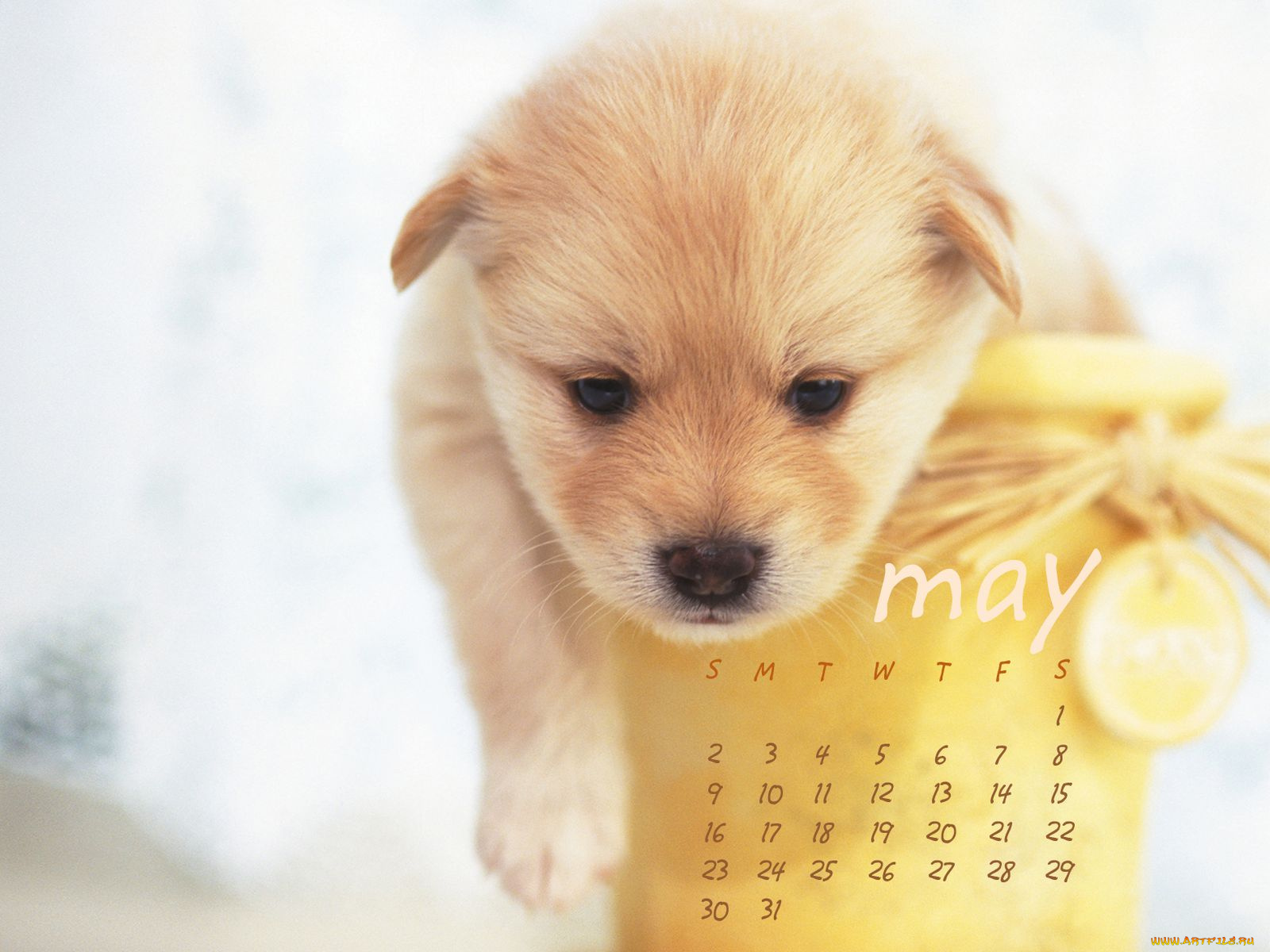 календари, животные