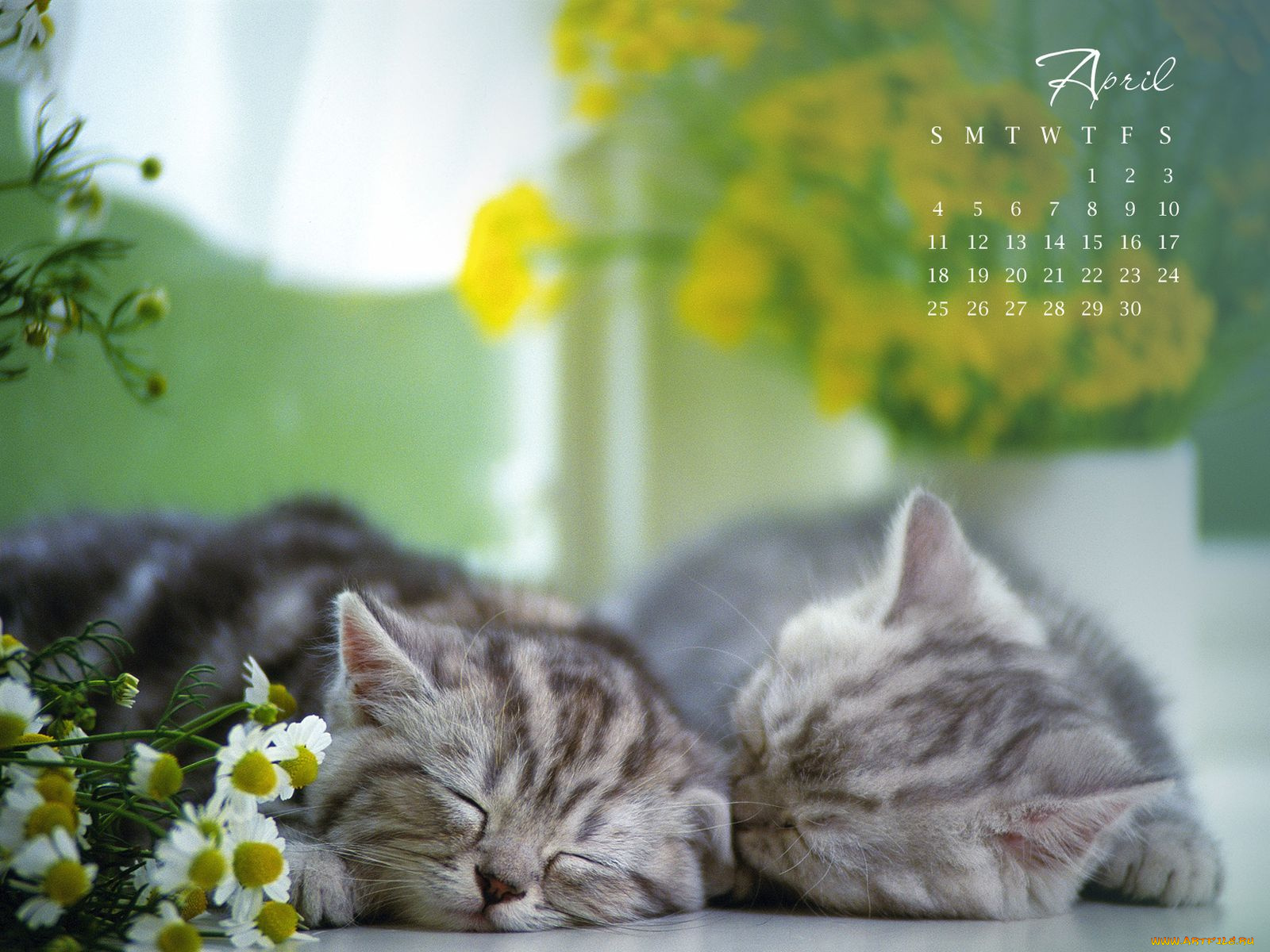 календари, животные