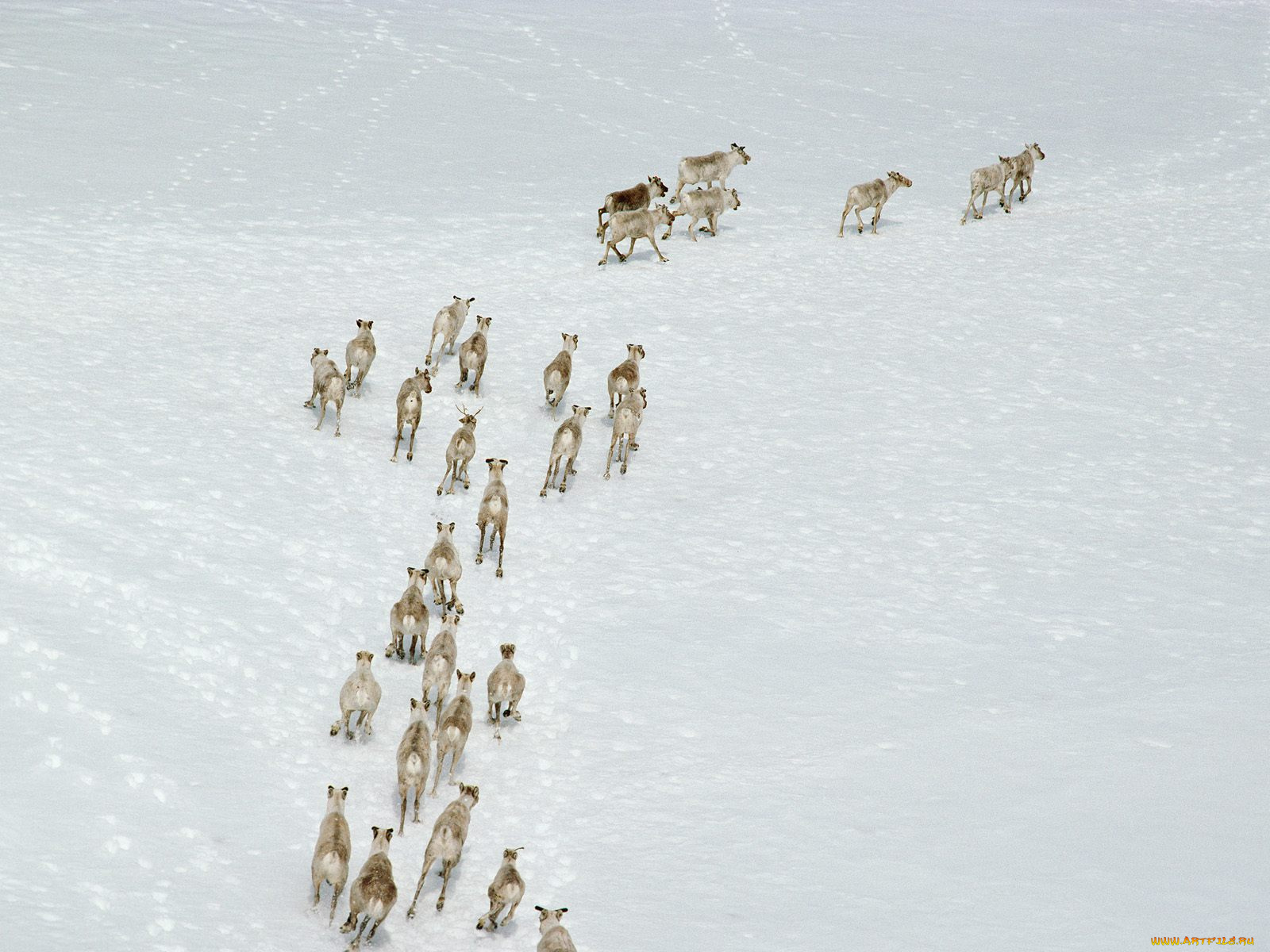 животные, олени
