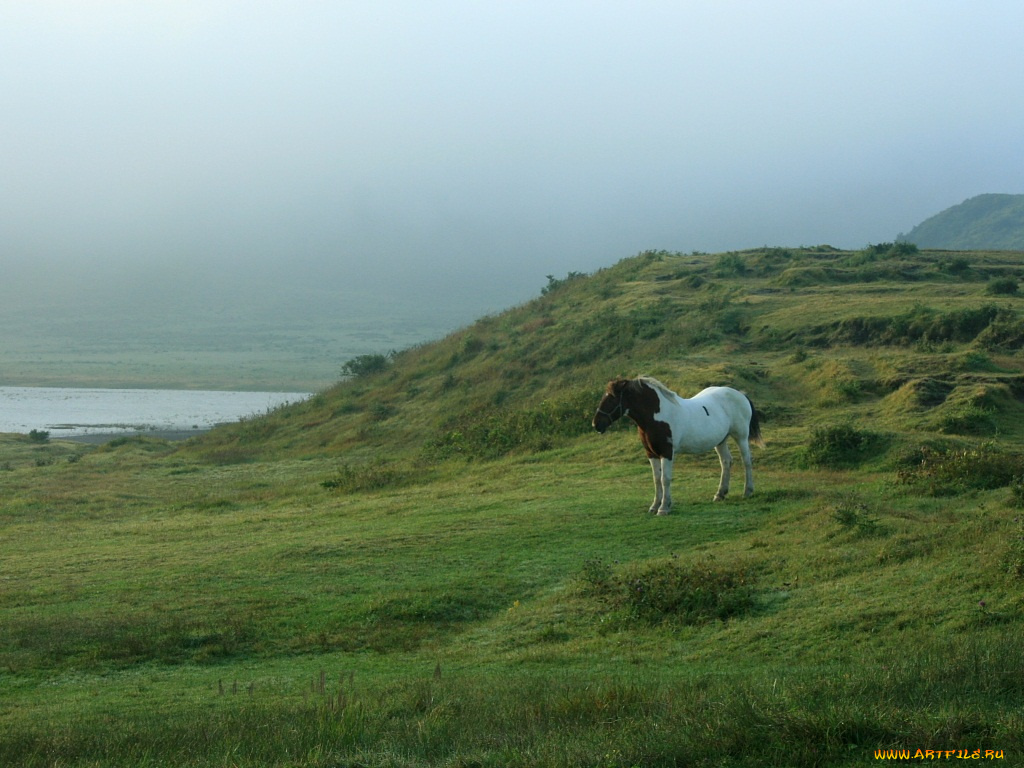 животные, лошади