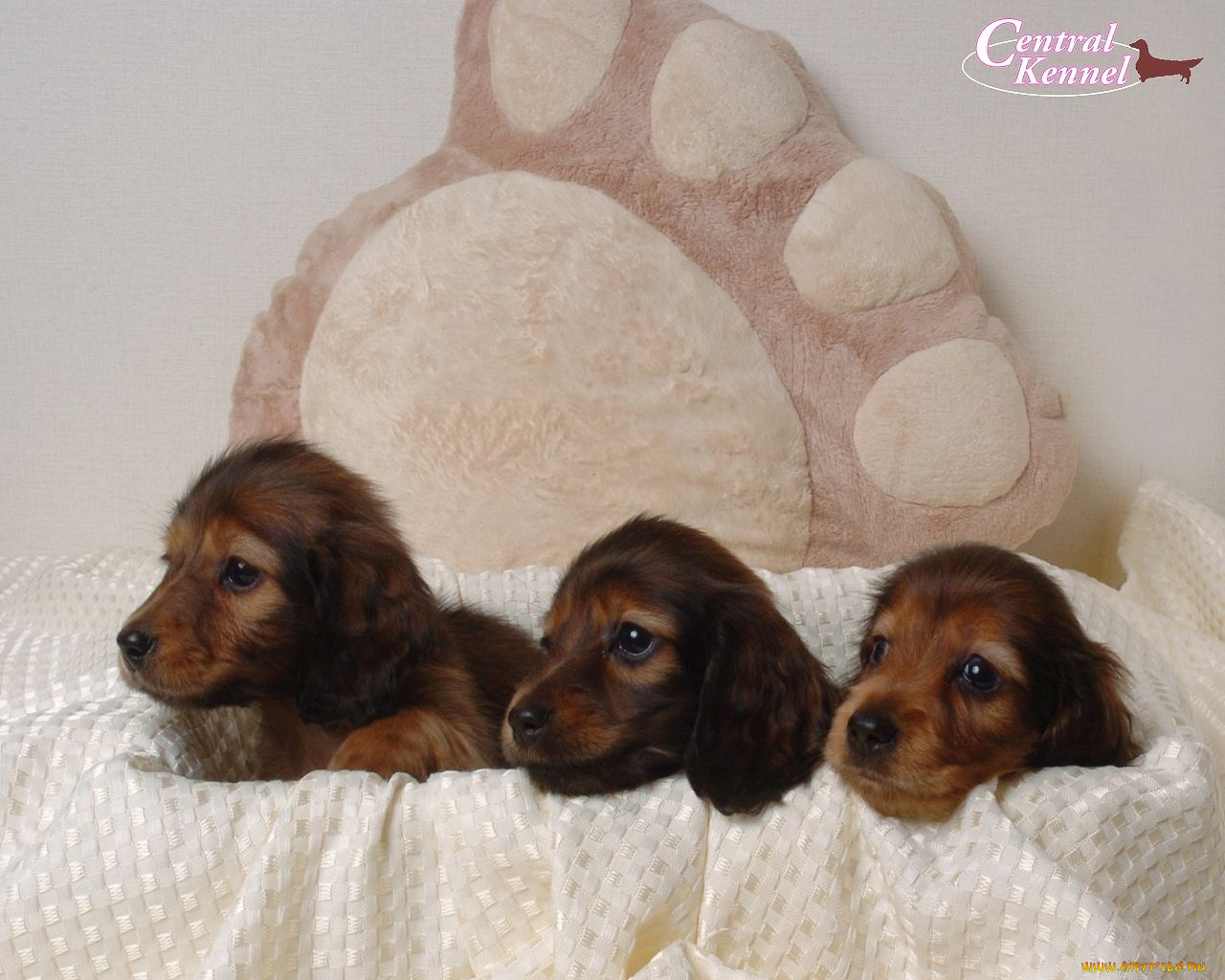 животные, собаки