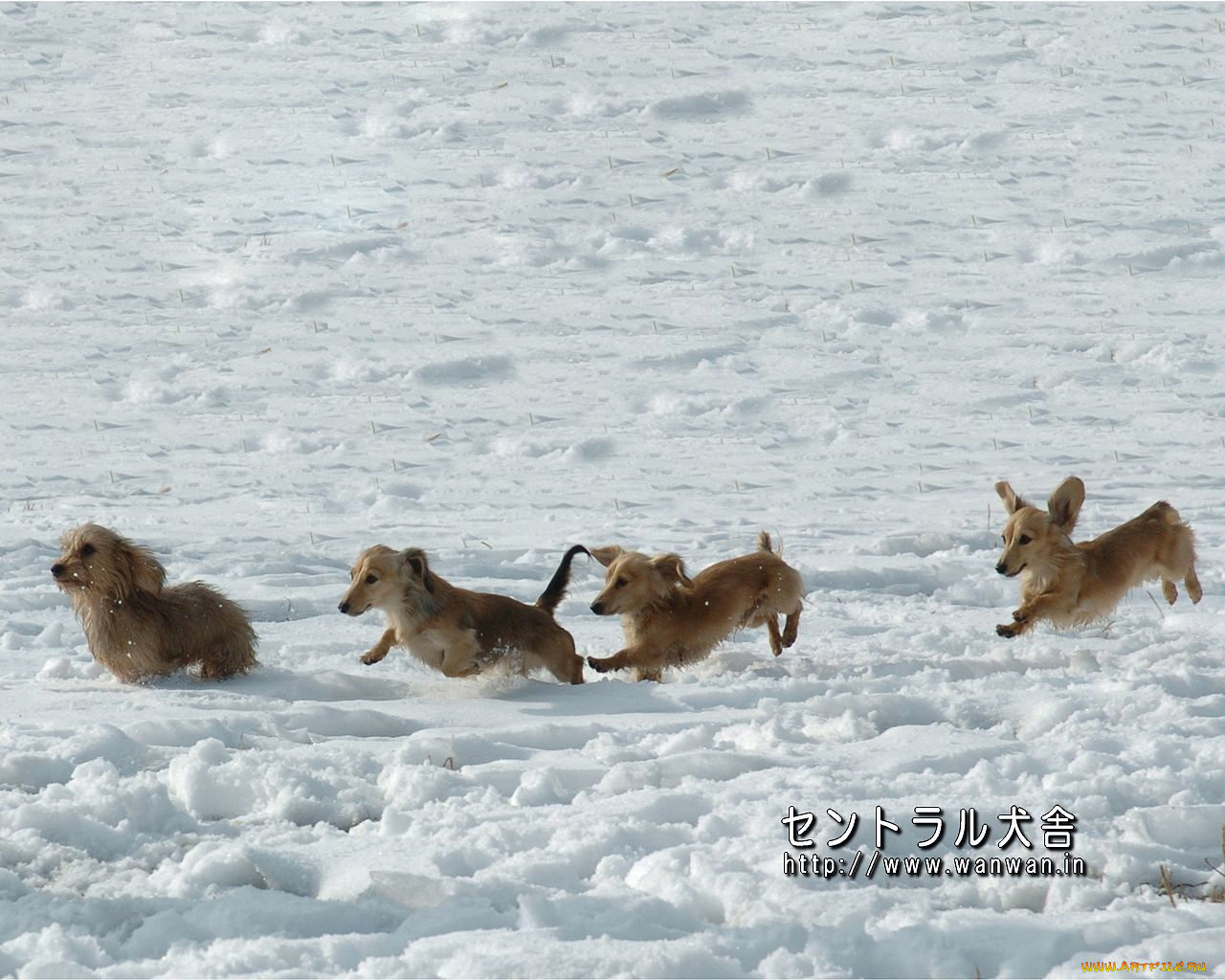 животные, собаки