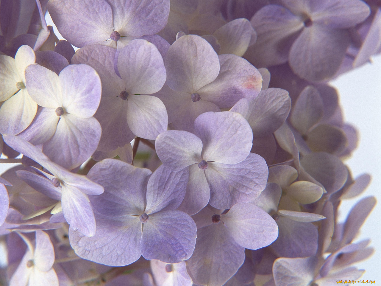 цветы, гортензия