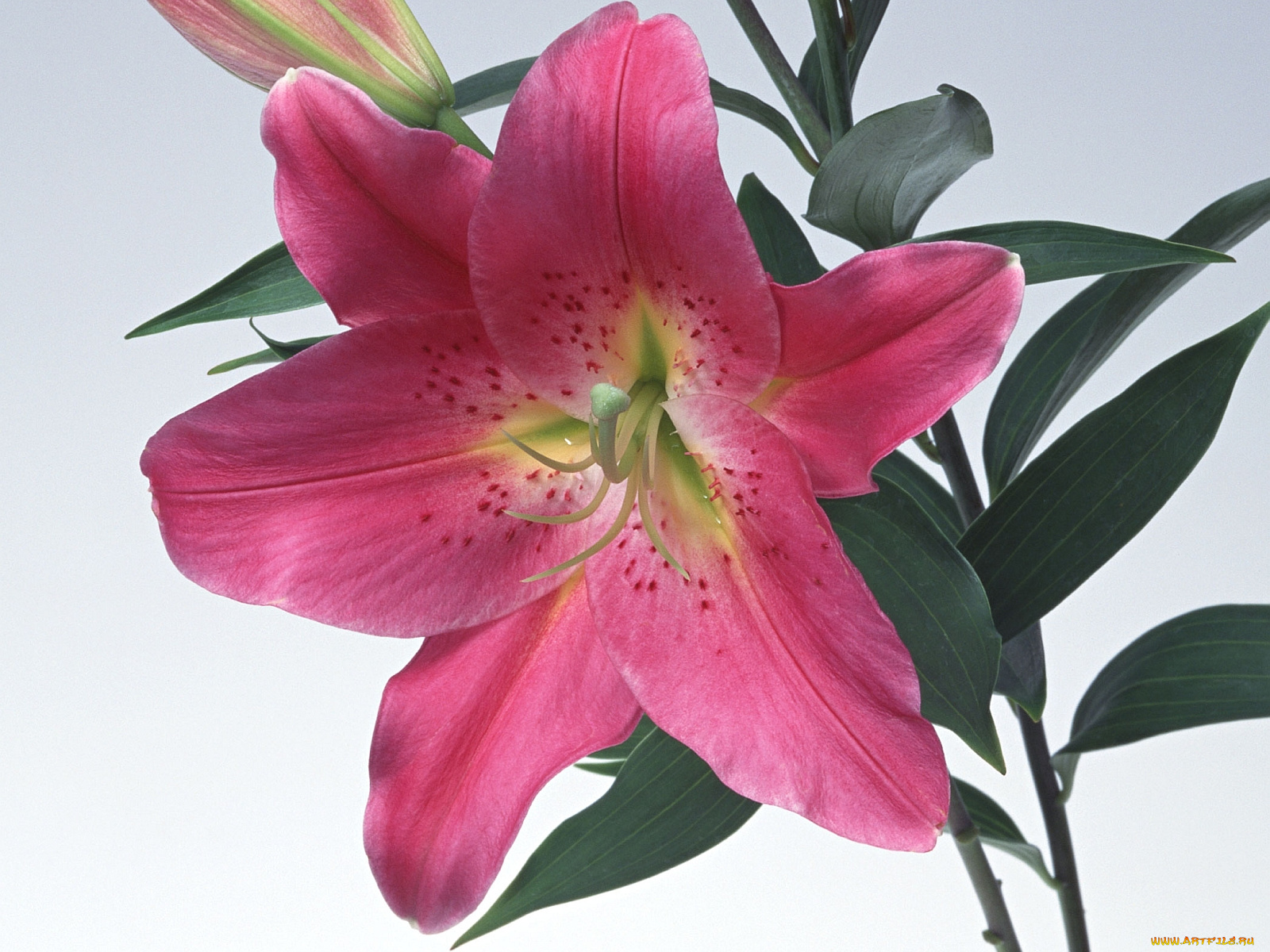 цветы, лилии, лилейники