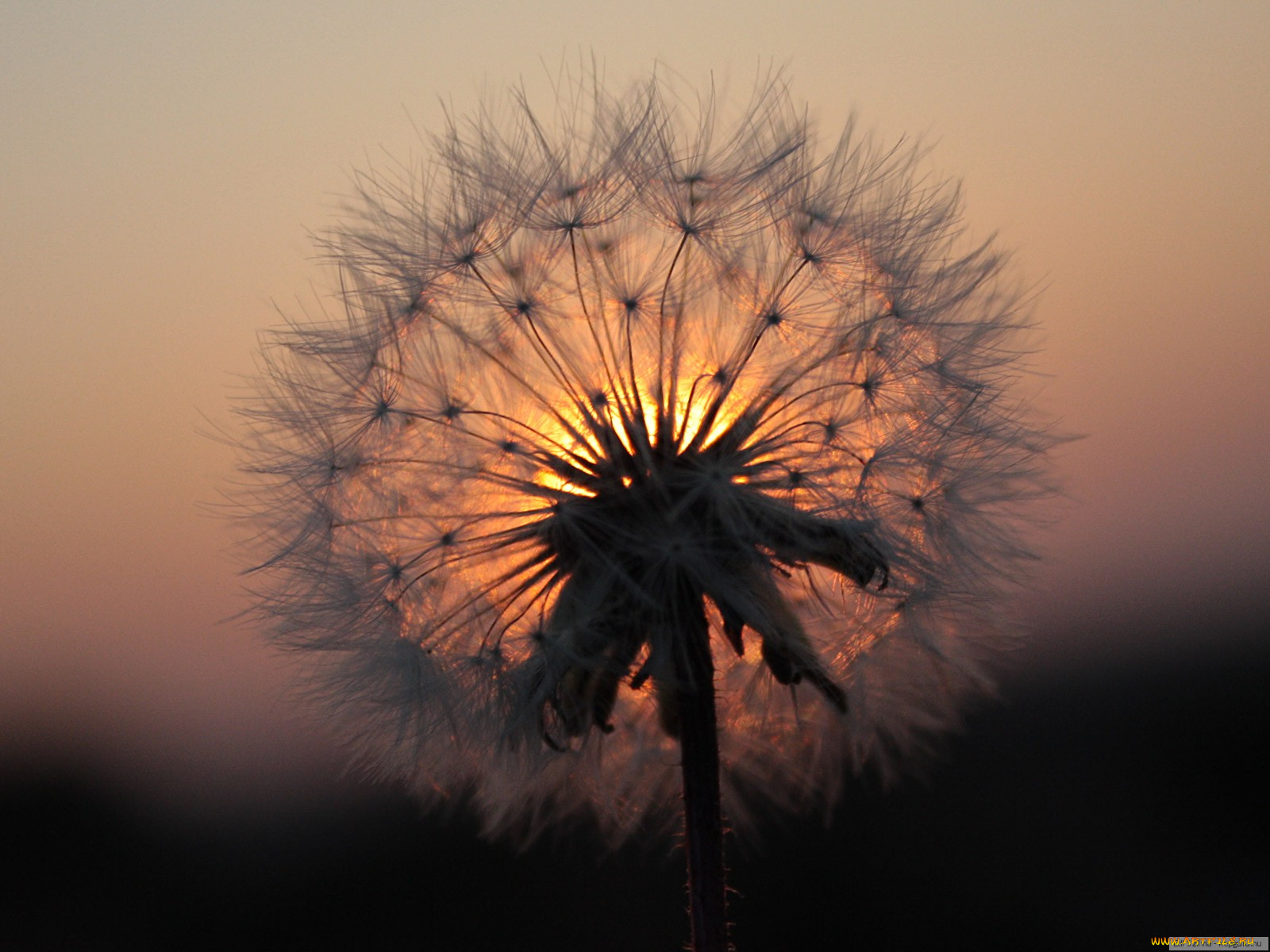 цветы, одуванчики