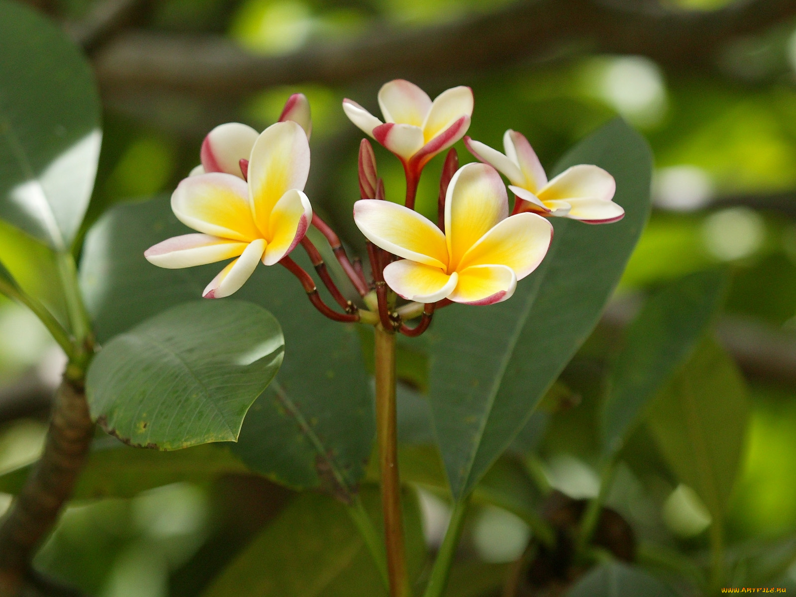 цветы, плюмерия