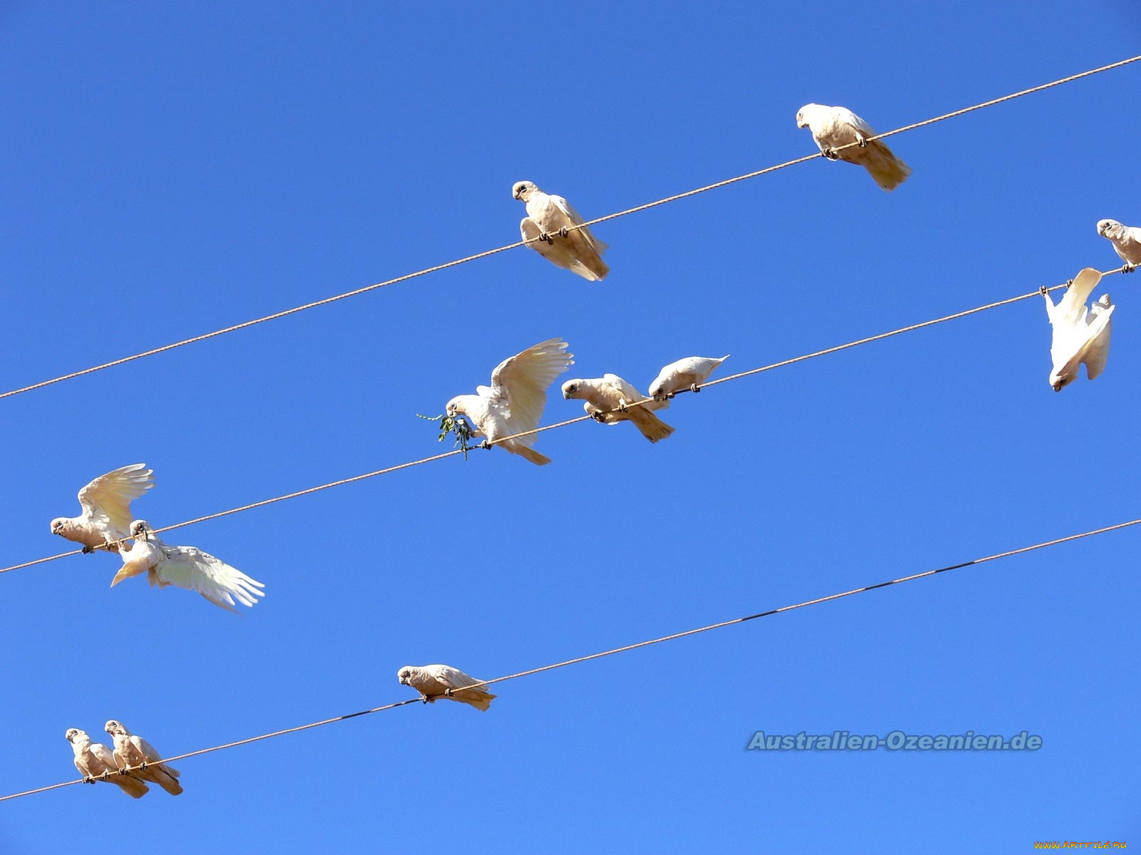 животные, попугаи