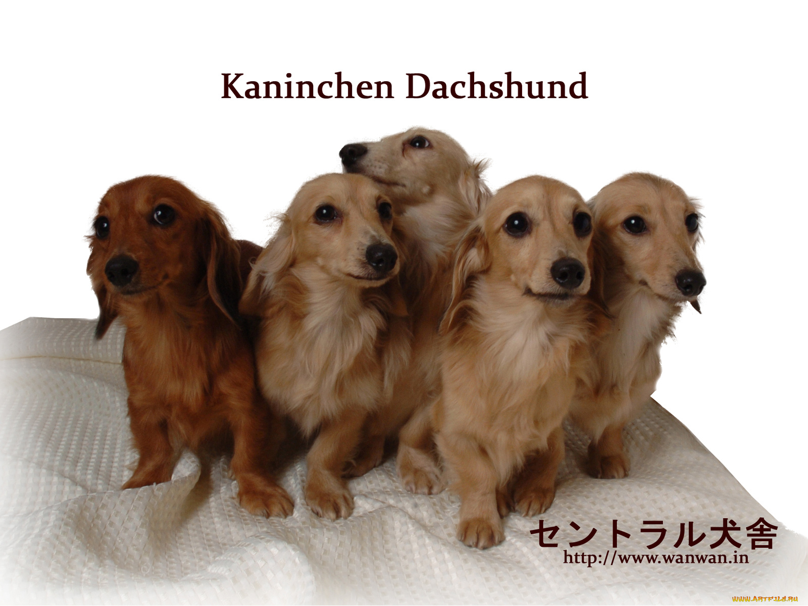 животные, собаки