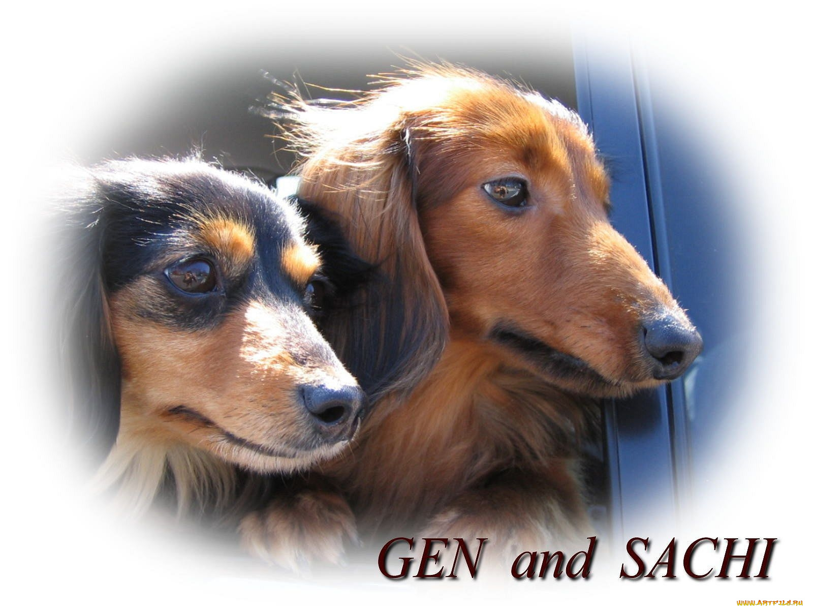 животные, собаки