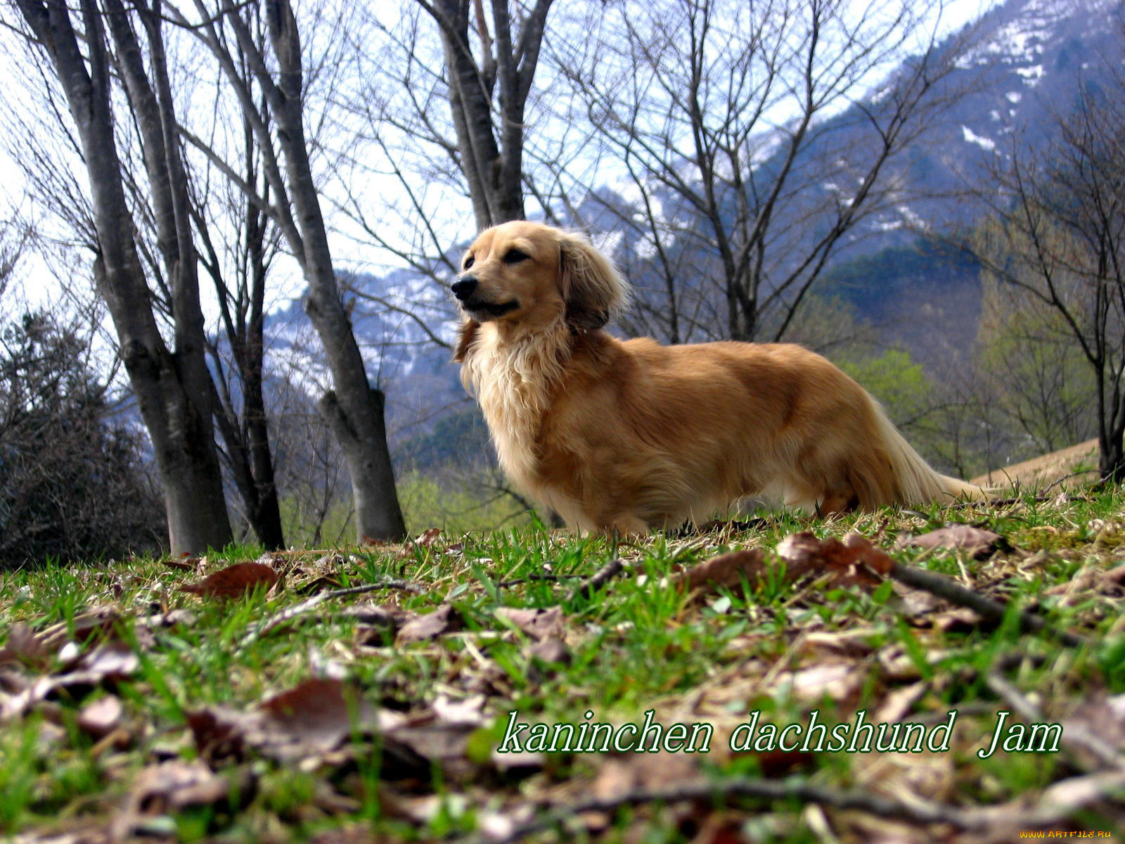 животные, собаки