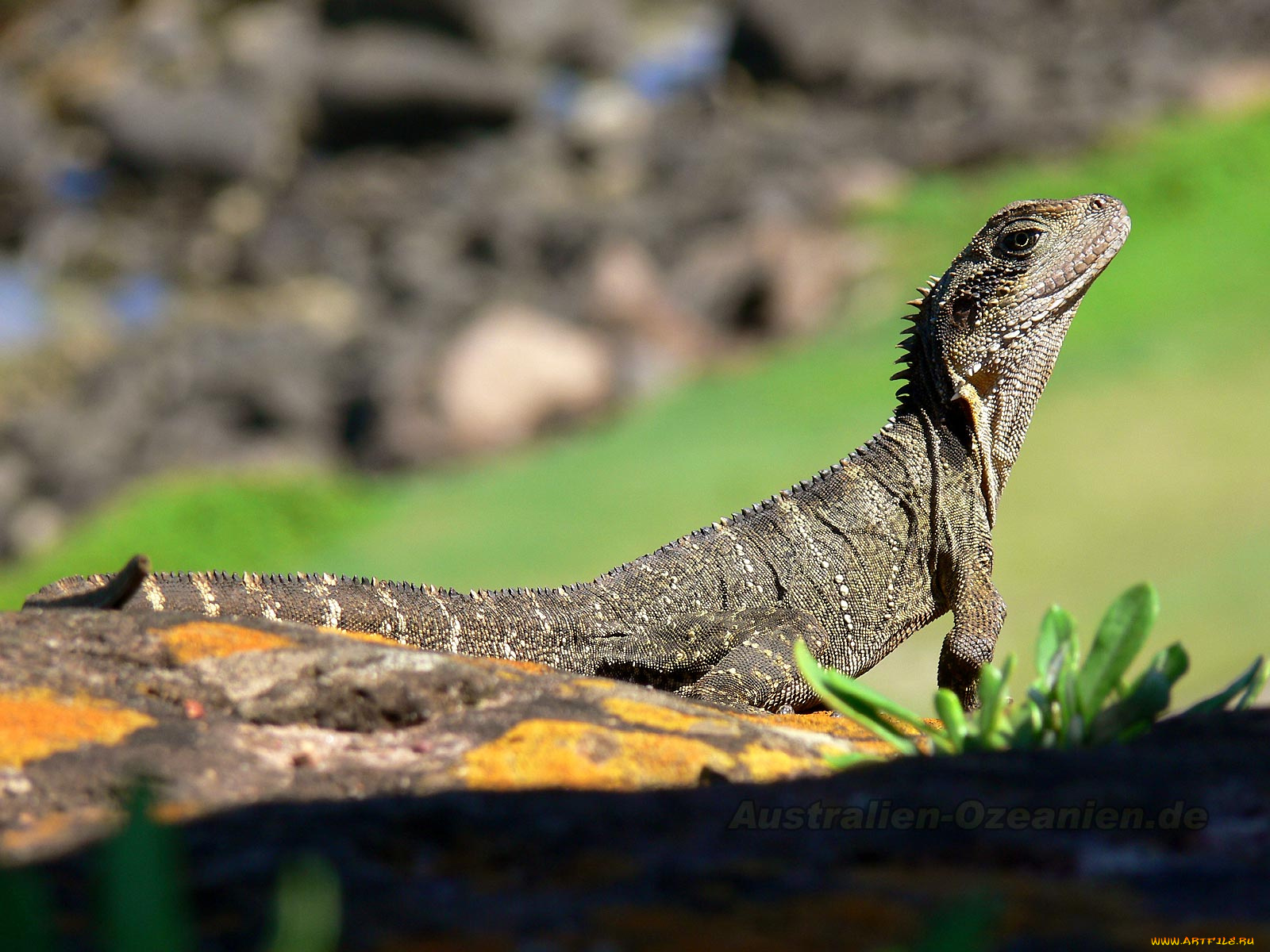животные, Ящерицы, игуаны, вараны