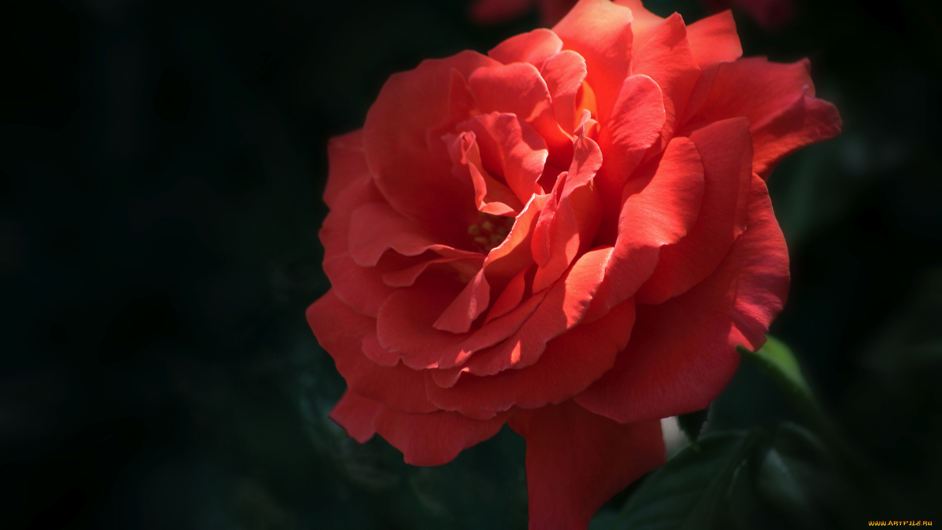 цветы, розы