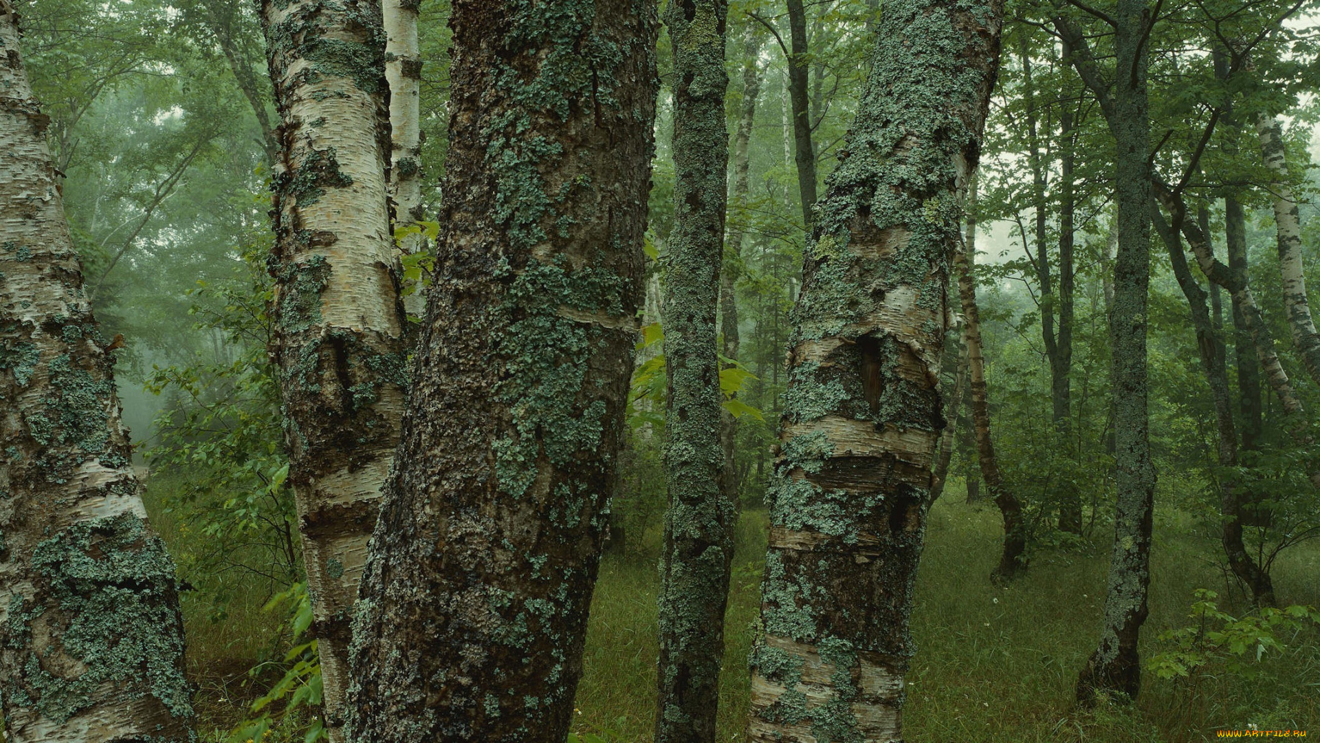 природа, лес