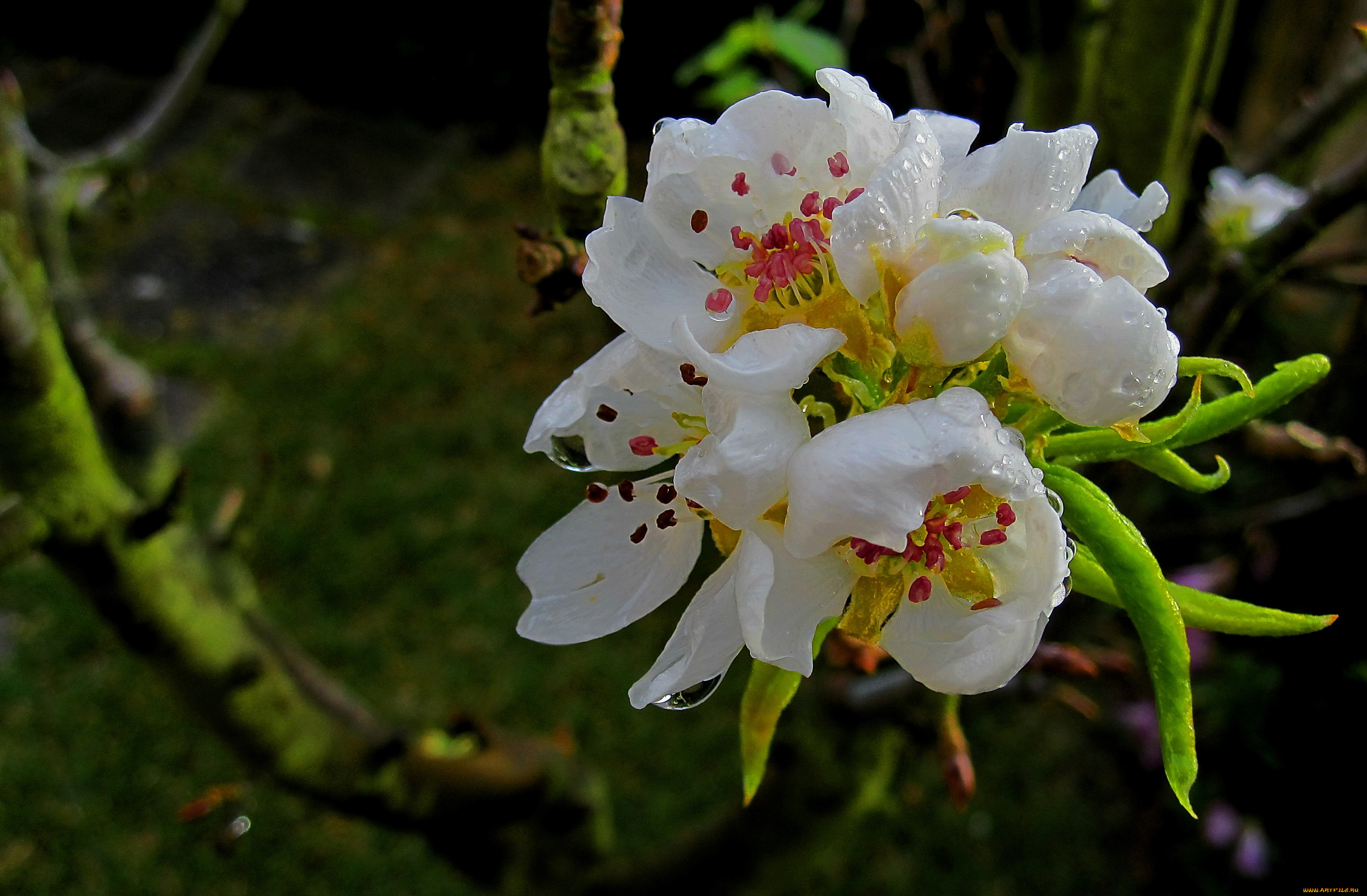 цветы, цветущие, деревья, кустарники