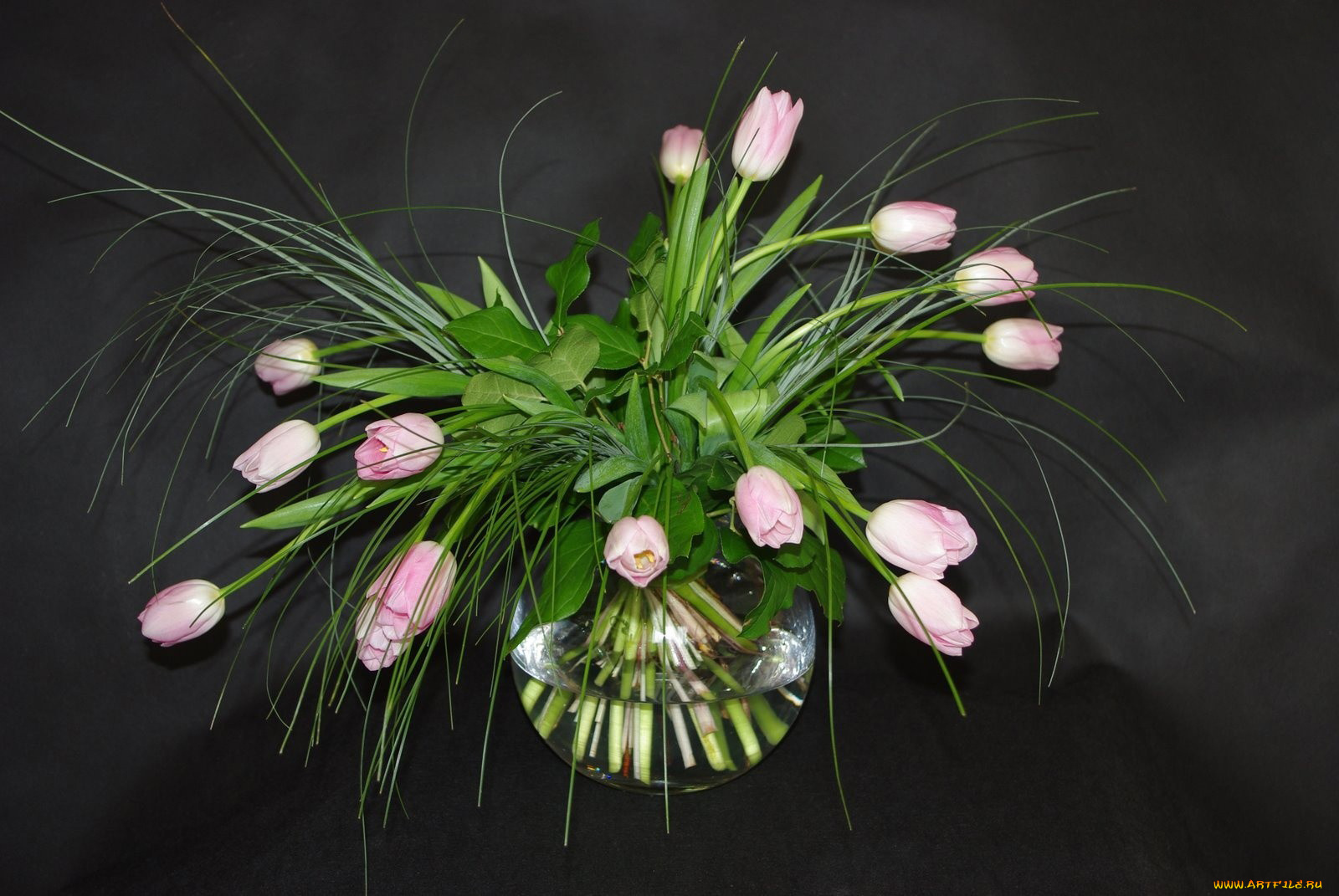 цветы, тюльпаны, розовый