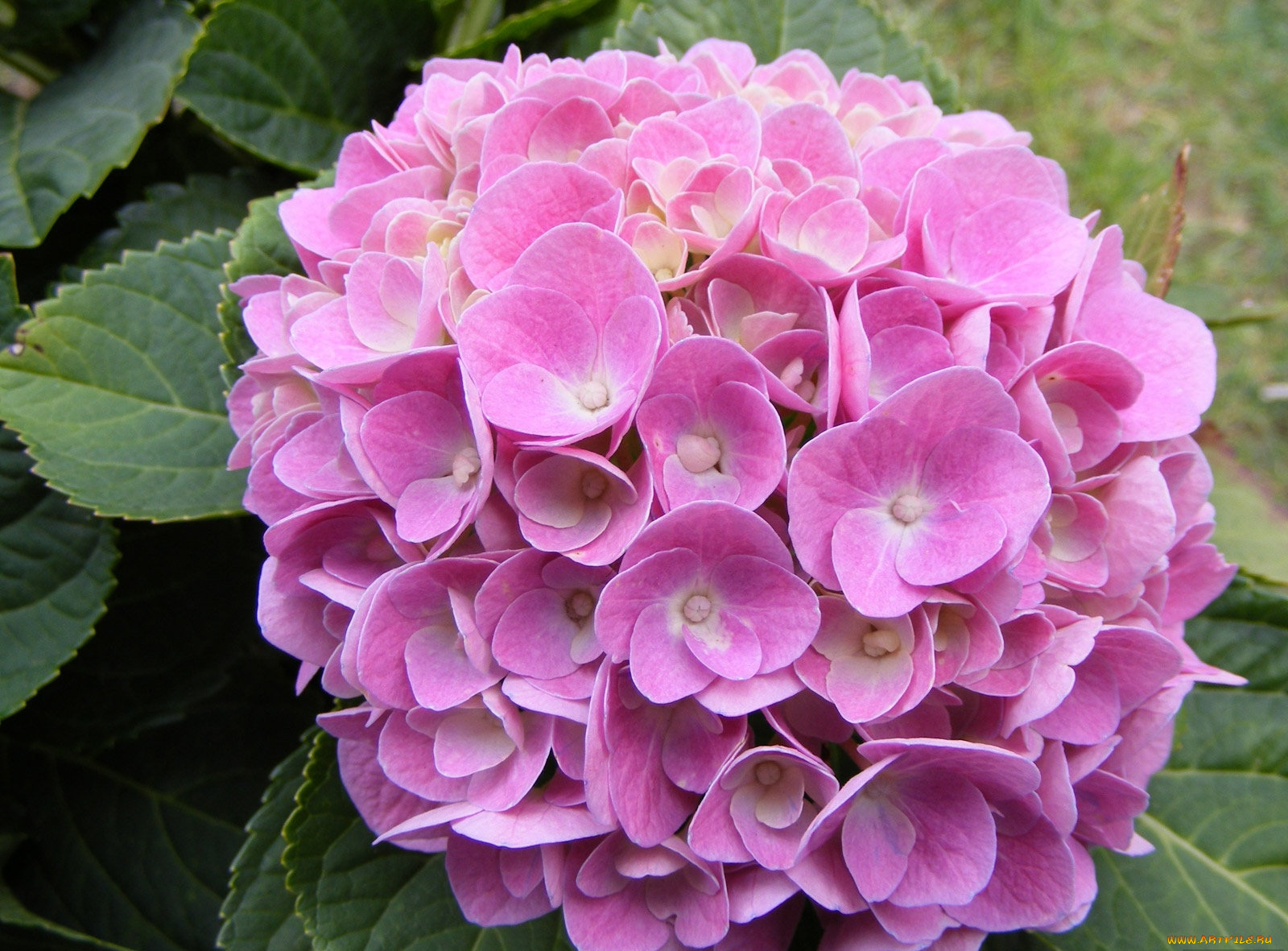 цветы, гортензия