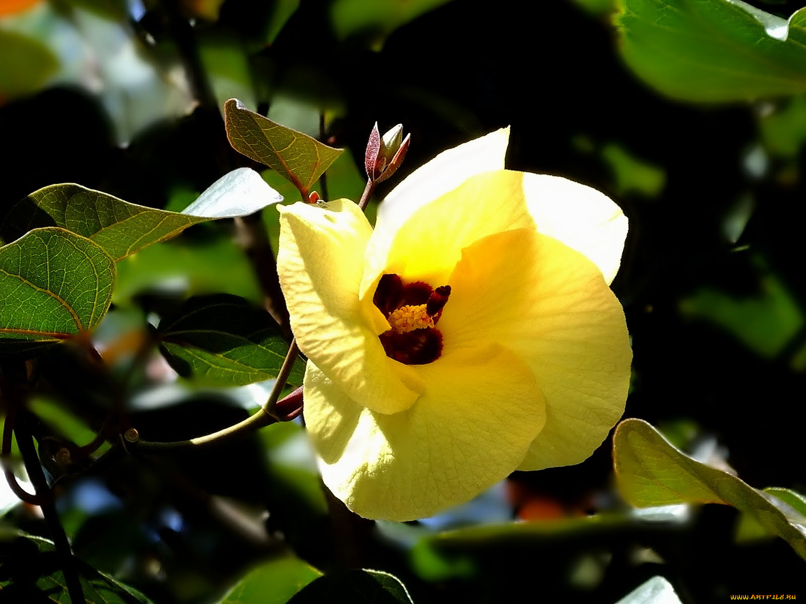 цветы, гибискусы, hibiscus