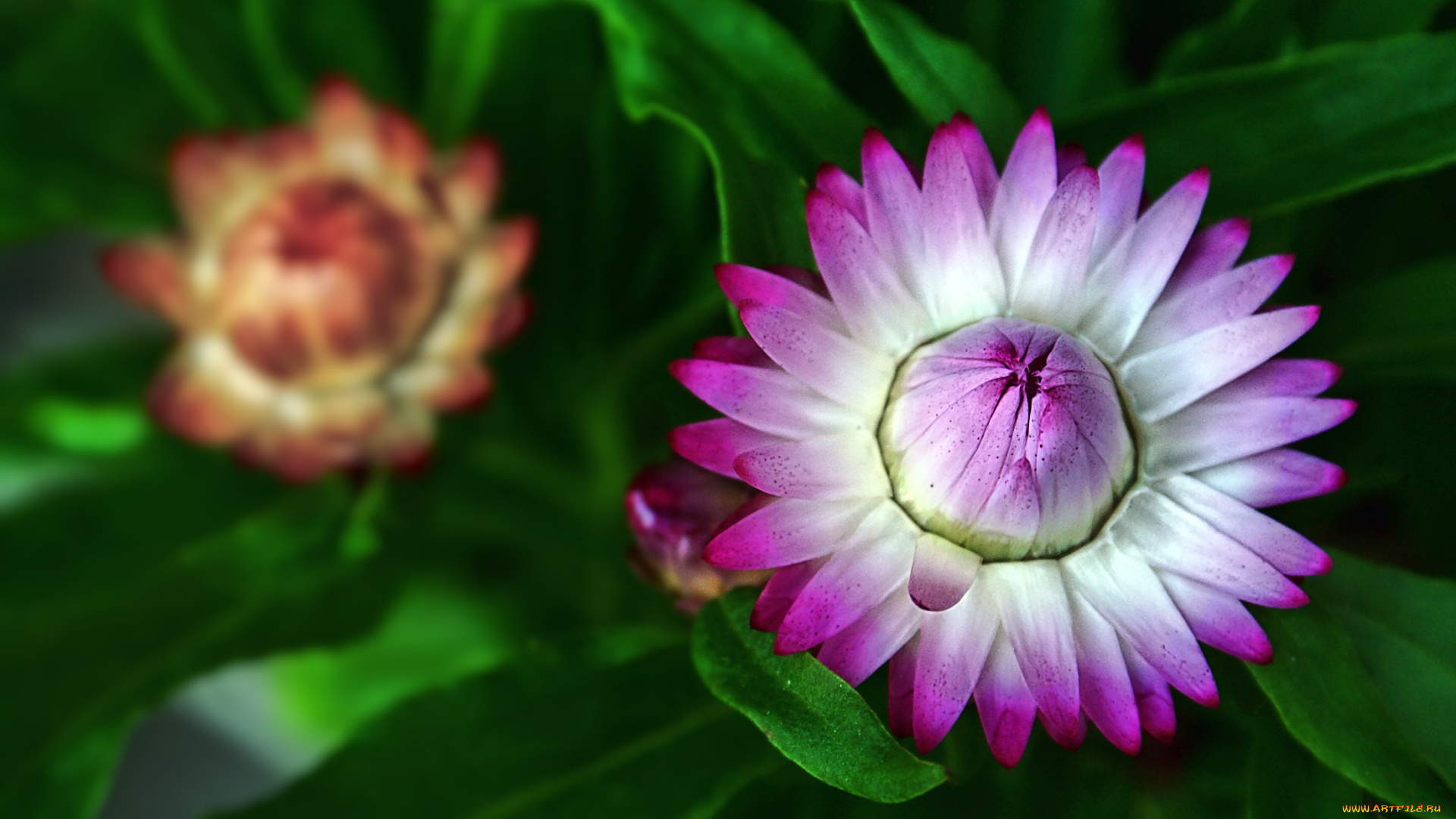 цветы, бессмертник, сиреневый