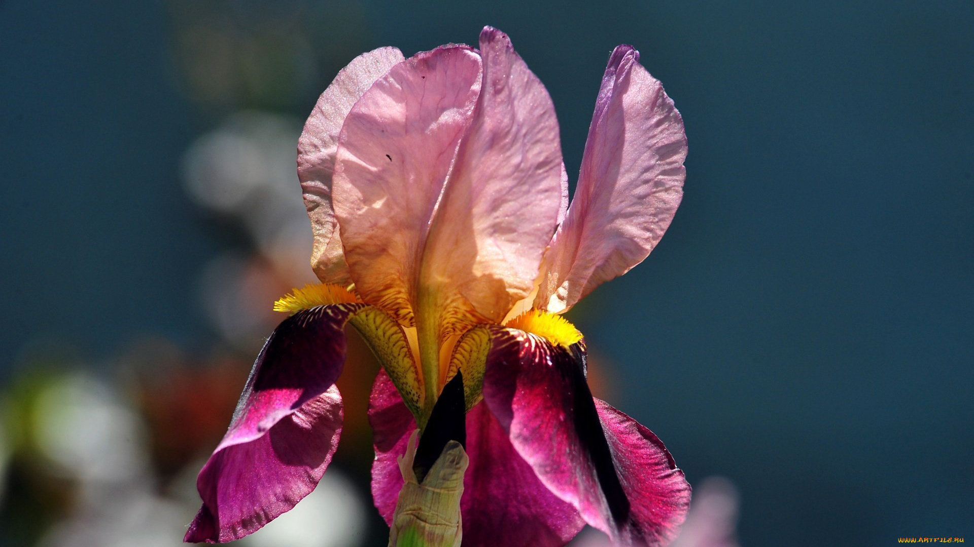 цветы, ирисы, лепестки